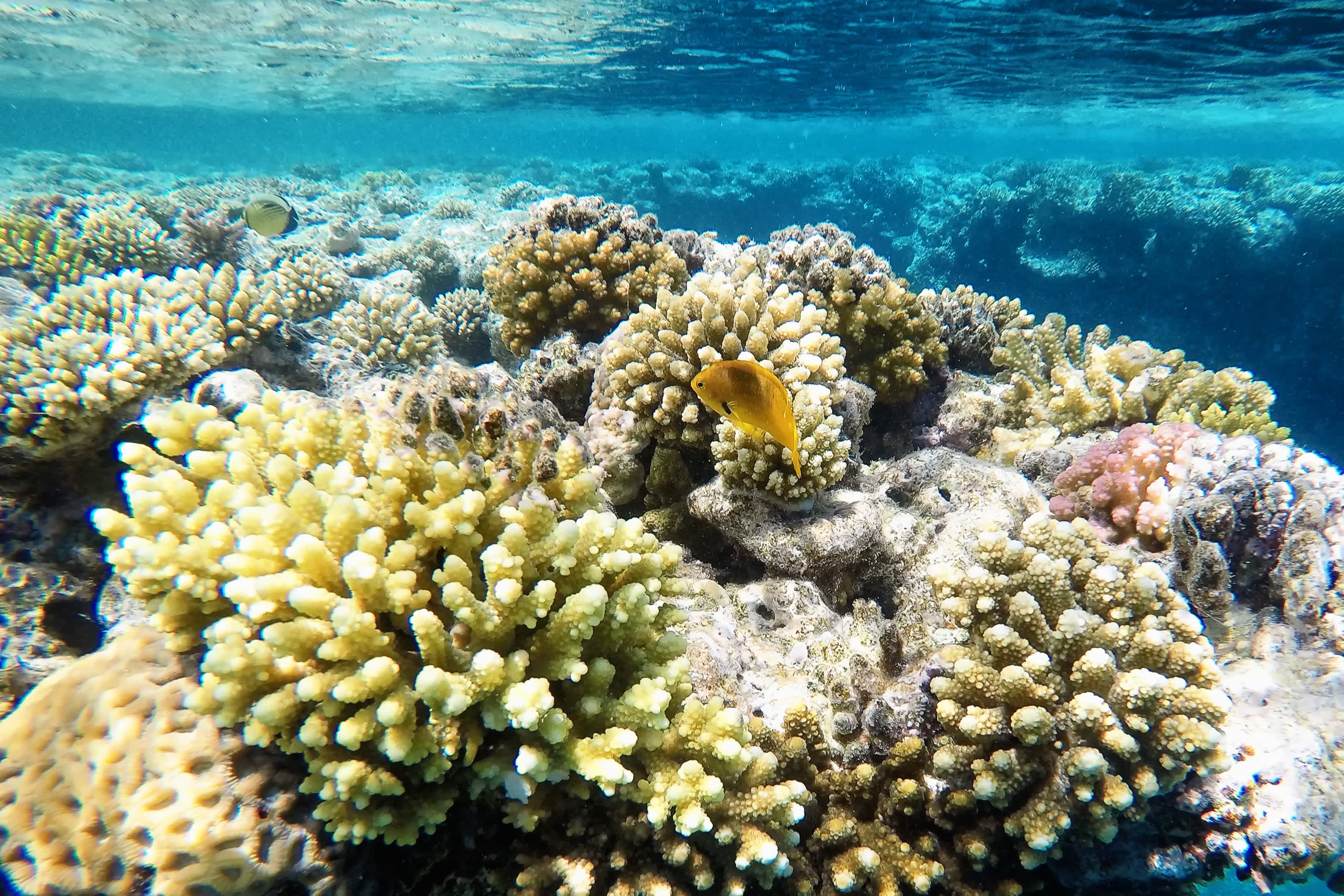 Beau récif corallien multicolore, sous l'eau