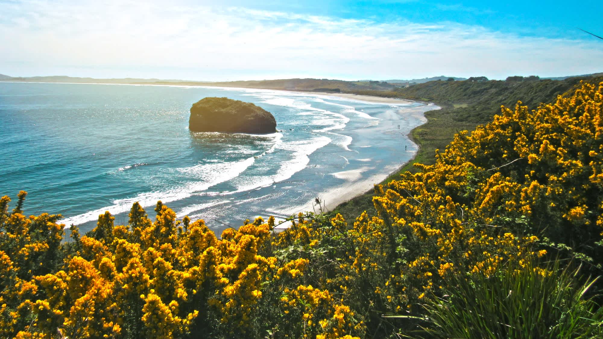 Kompletter Blick über die Traumbucht des Strandes Cole Cole im Chiloé Nationalpark in Chile mit gelben Blumen im Vordergrund und einer kleinen Insel im Wasser bei Sonnenschein.