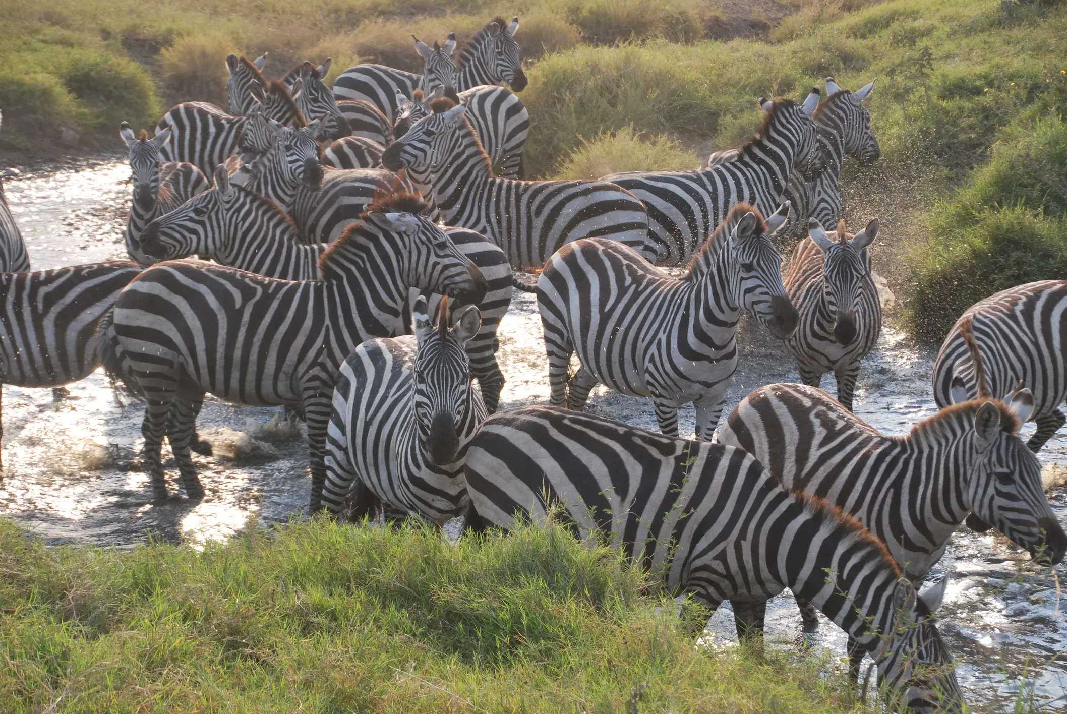 Serengeti, Zebras Zebras trinken an einem Wasserloch im Serengeti-Nationalpark