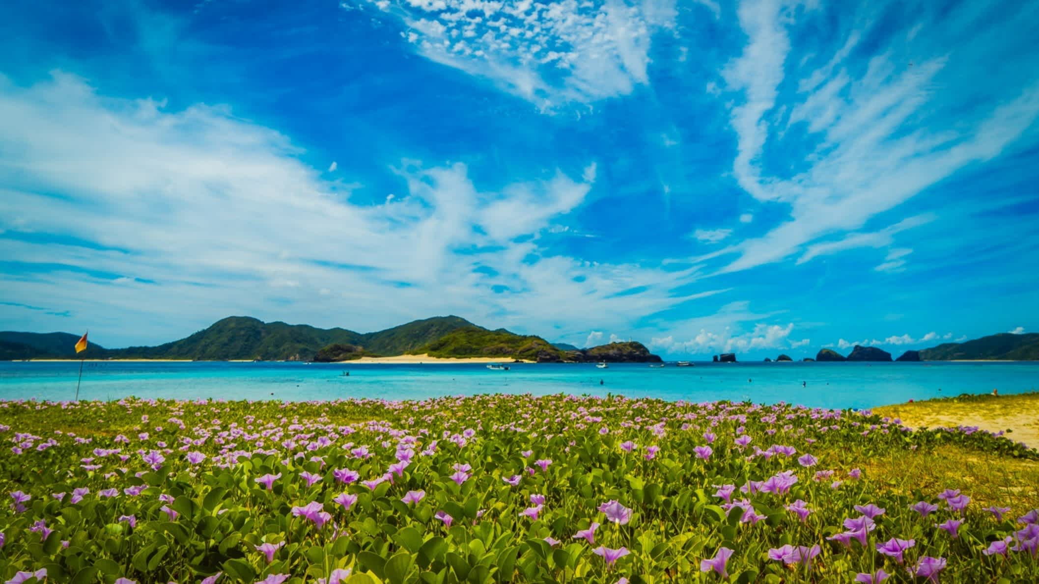Strand Ama Beach, Zamami Island, Okinawa, Japan mit Blumenmeer am Strand und Blick auf das Meer sowie vorgelagerte Inseln und den blauen Himmel.
