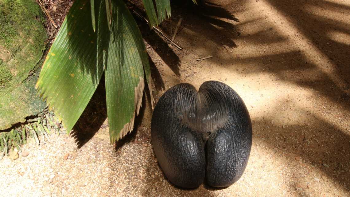 Le coco de mer est une noix de coco double que l'on ne trouve que sur les îles de Praslin et de Curieuse, aux Seychelles.