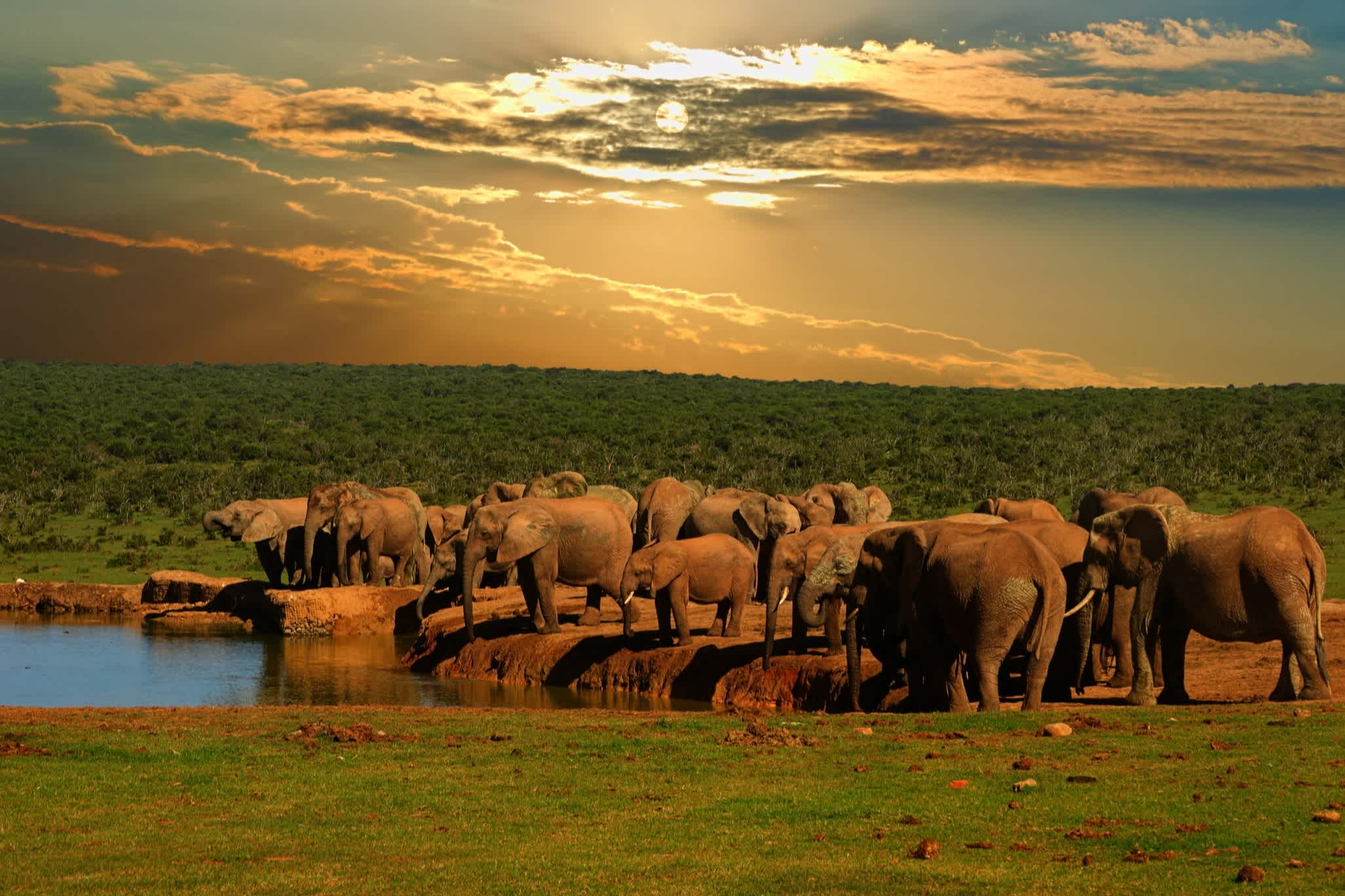 Troupeau d'éléphants au point d'eau au coucher du soleil