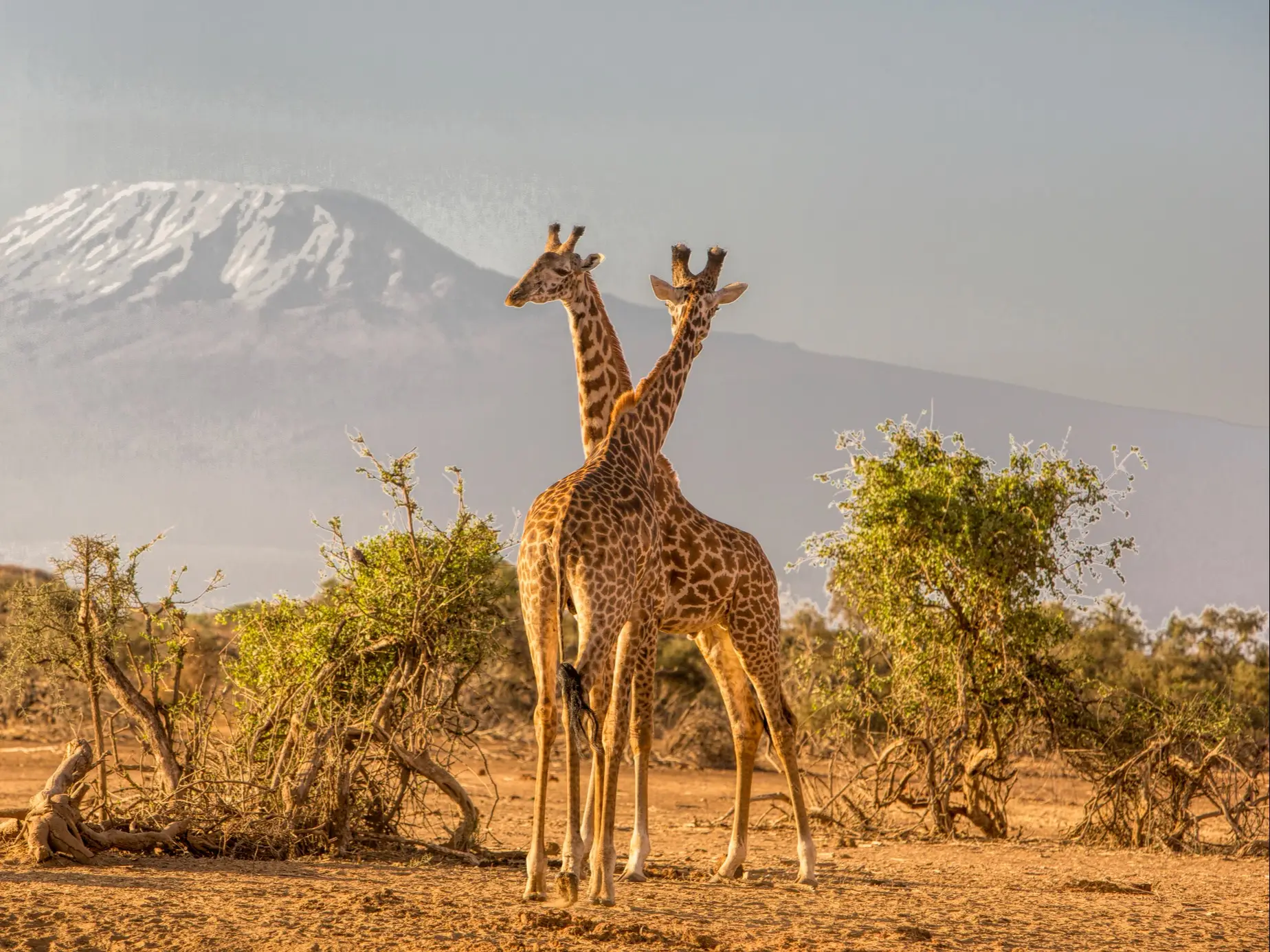 Giraffen- und Akazienbäume mit dem Kilimandscharo im Hintergrund. Wunderschöne afrikanische Landschaft mit Savannentieren und Bergen.