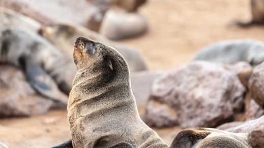 Robbe am Strand von Namibia