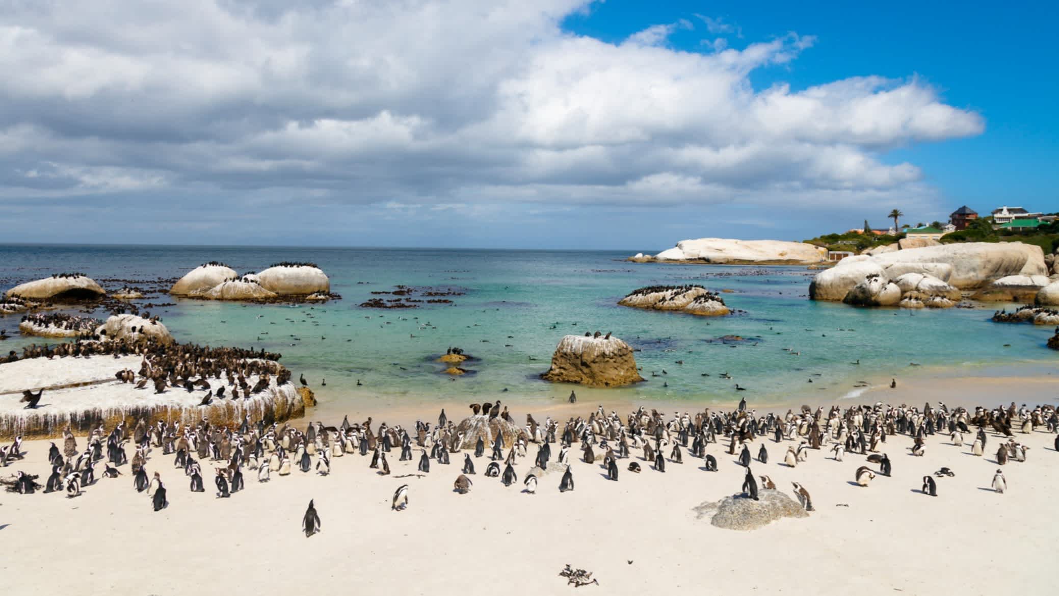 Kolonie afrikanischer Pinguine in der Nähe von Boulders Bay in Südafrika