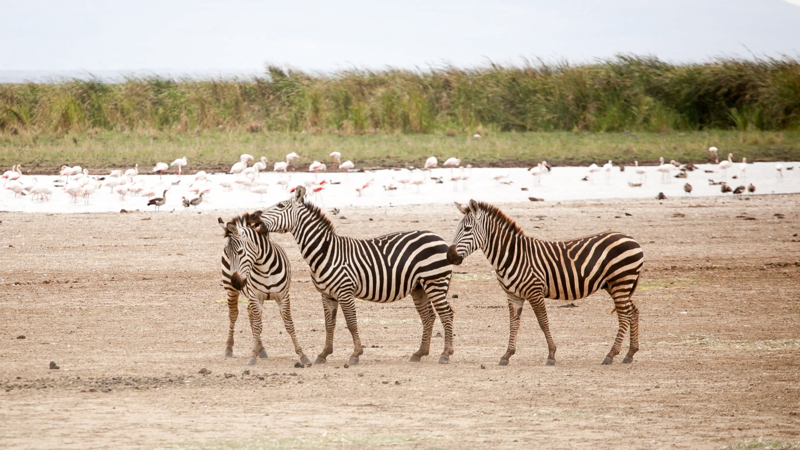 Des zèbres courent et jouent près de la route dans le parc national de Manyara, en Tanzanie.