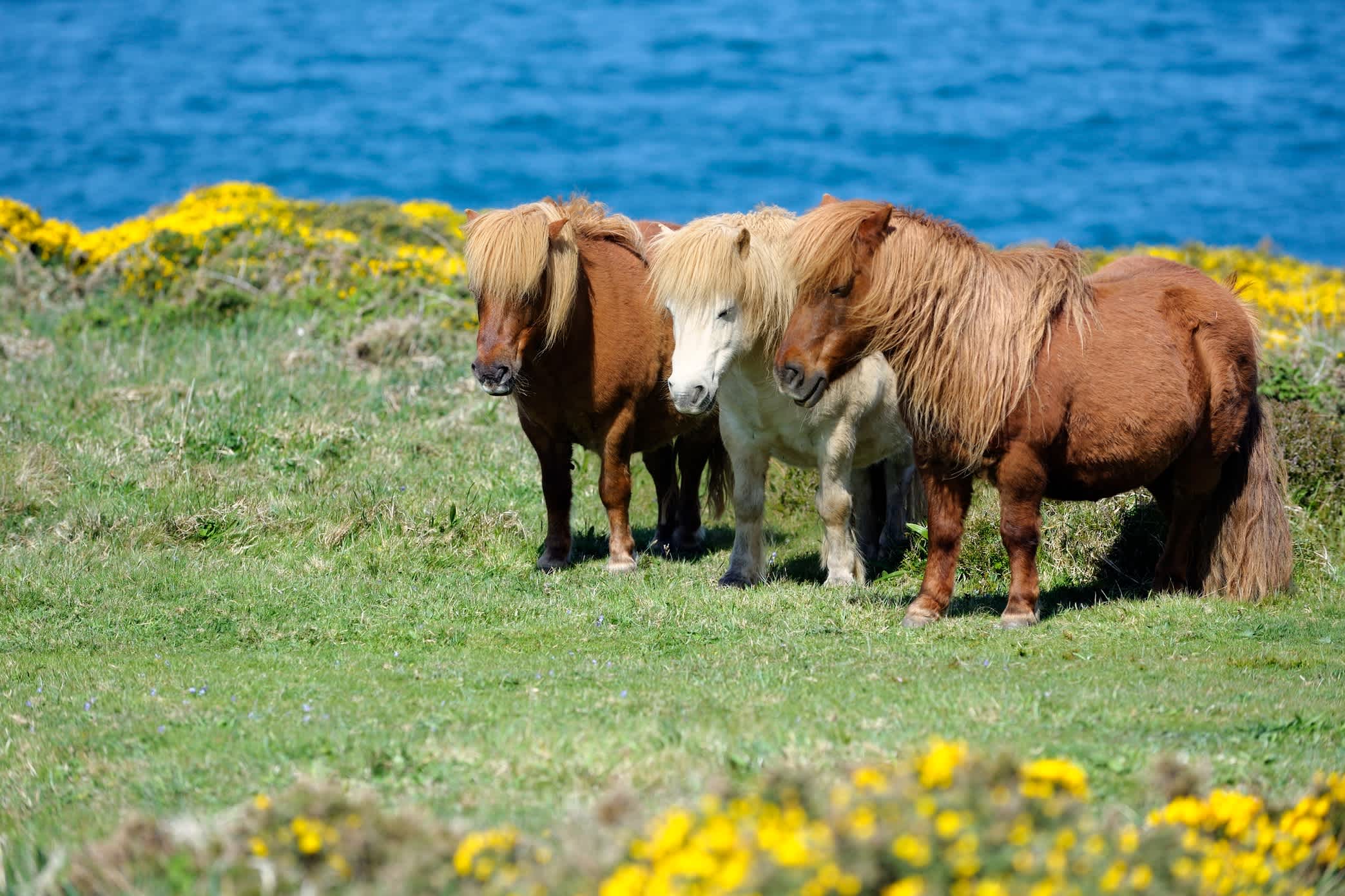 3 poneys Shetland dans un pâturage verdoyant.