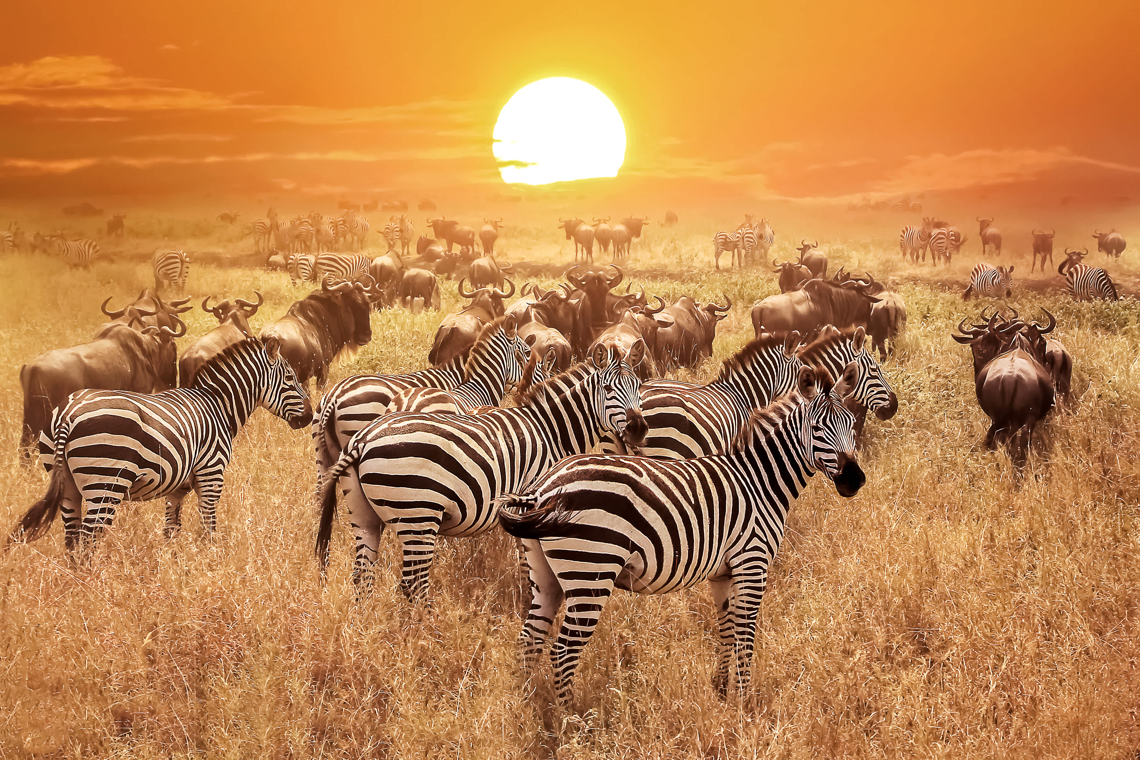 Zebra bei Sonnenuntergang im Serengeti Nationalpark. Afrika. Tansania