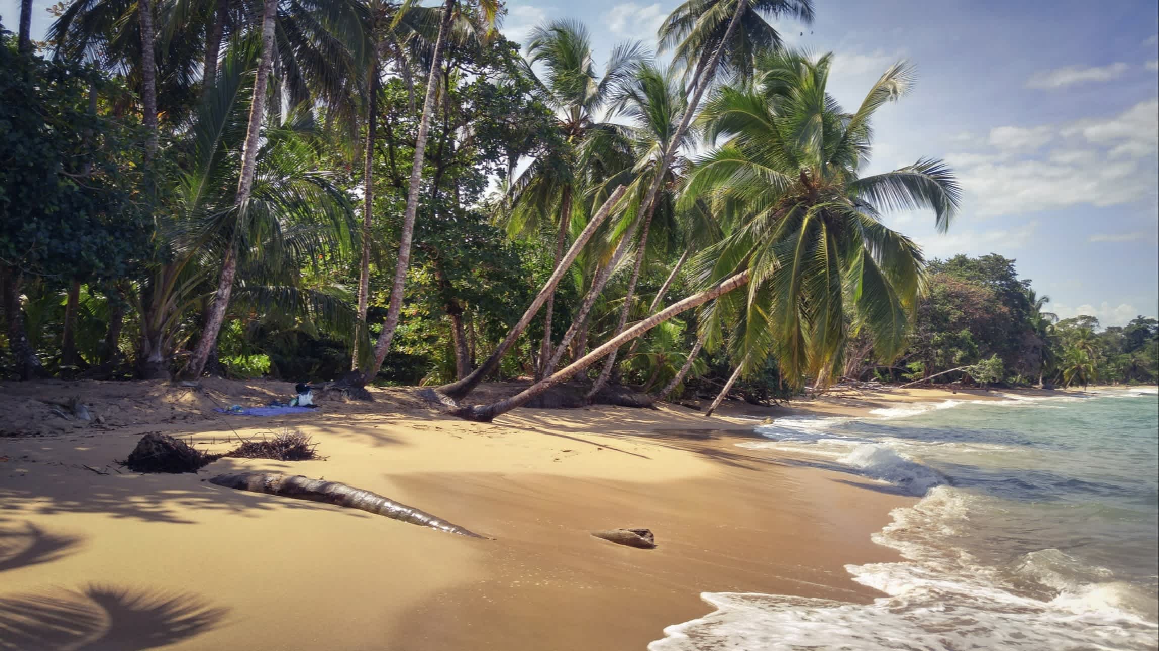 Die Playa Punta Uva in der Provinz Limón in Costa Rica bei sonnigem Wetter und mit goldenem Sand, Palmen und einzigartiger Natur im Hintergrund. 