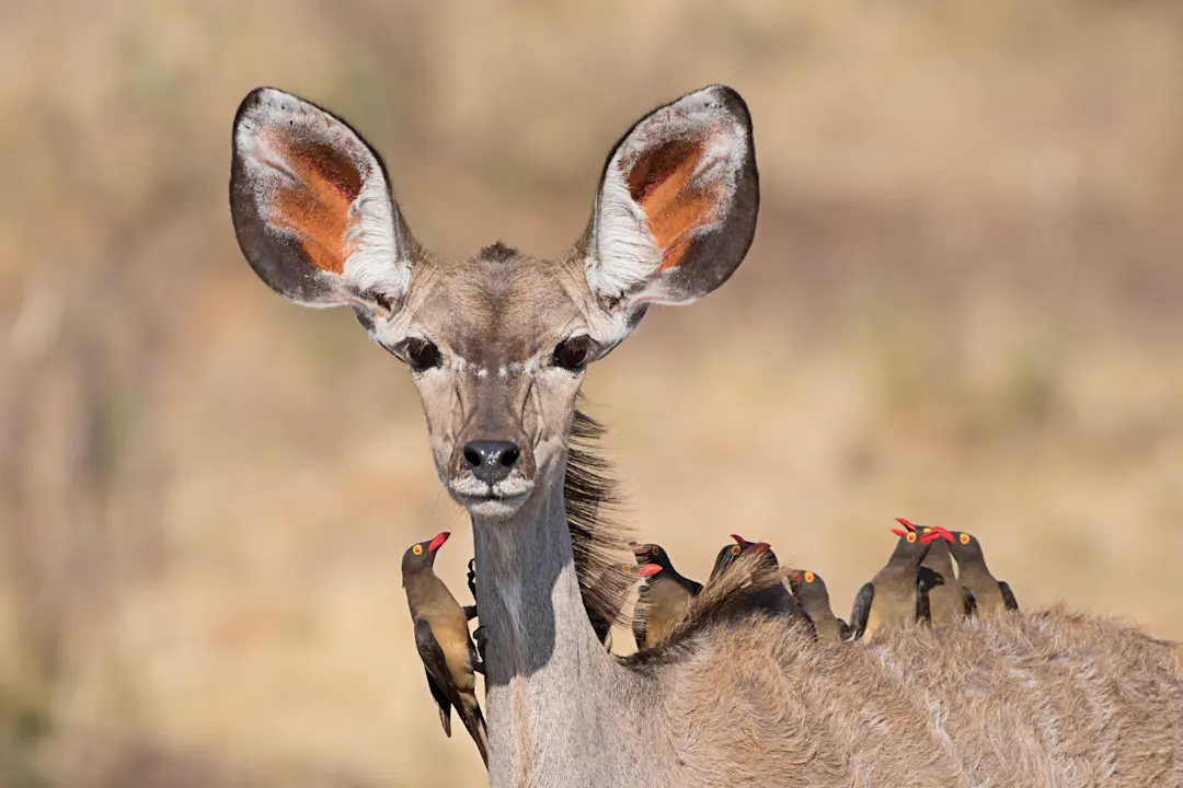 Namibia, Caprivi 