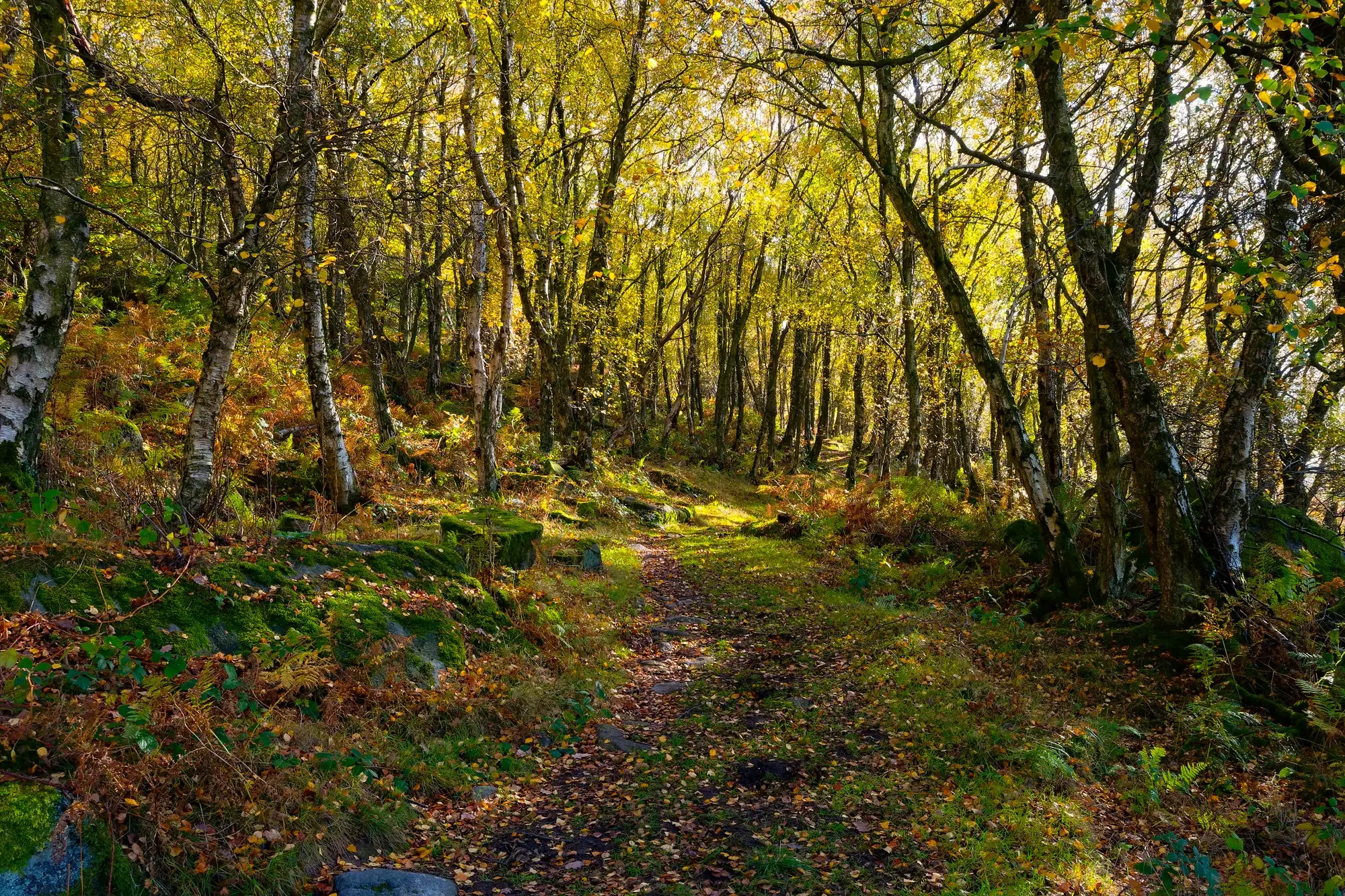 Wales, Pontfaen Woods, Pembrokshire Wales, Pontfaen Woods, Pembrokshire