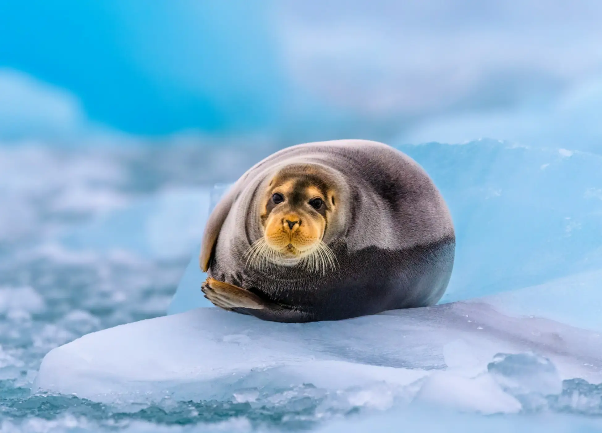 Phoque barbu sur la glace, Svalbard, Norvège.