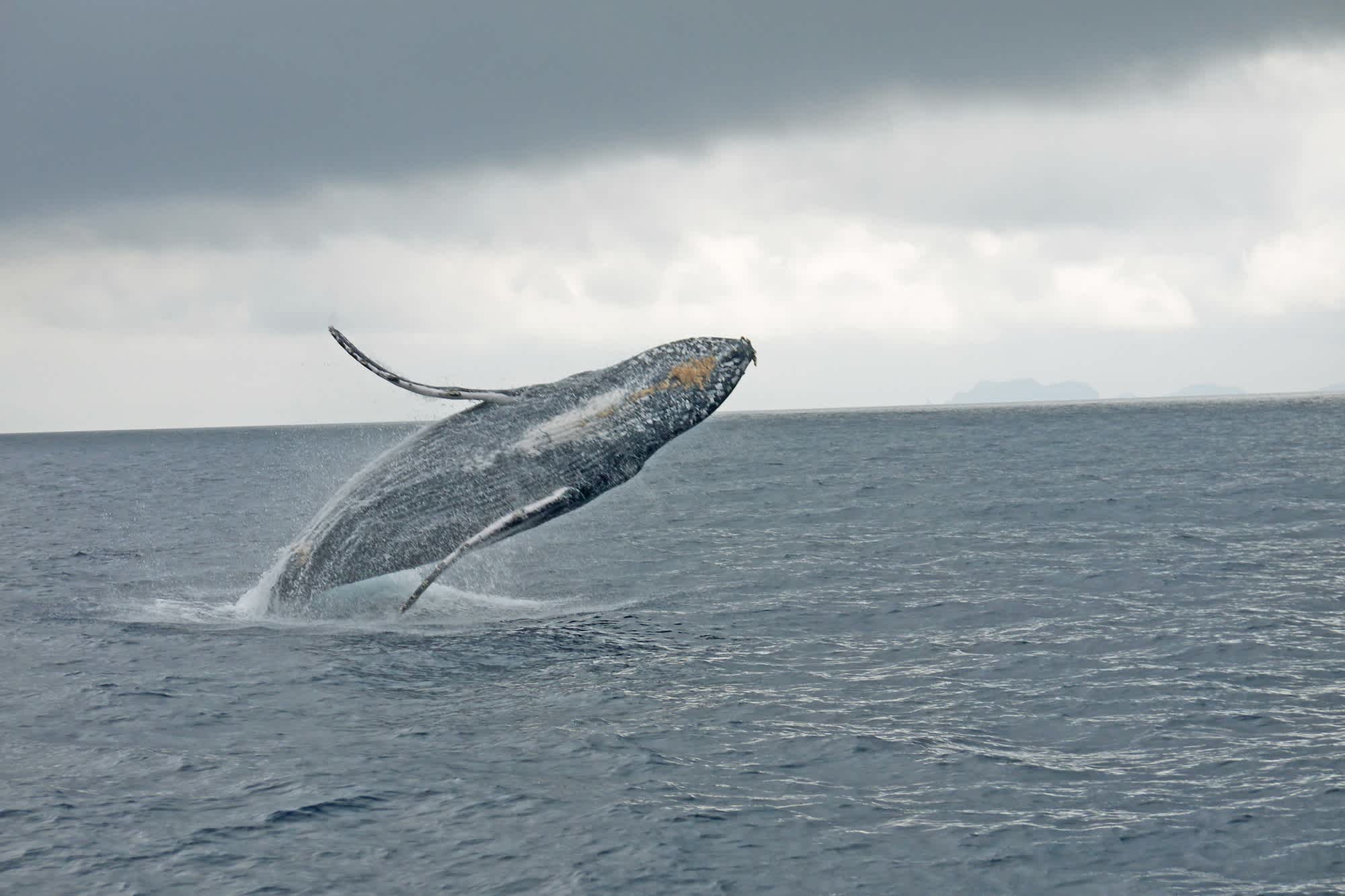 Une baleine à bosse saute hors de l'eau
