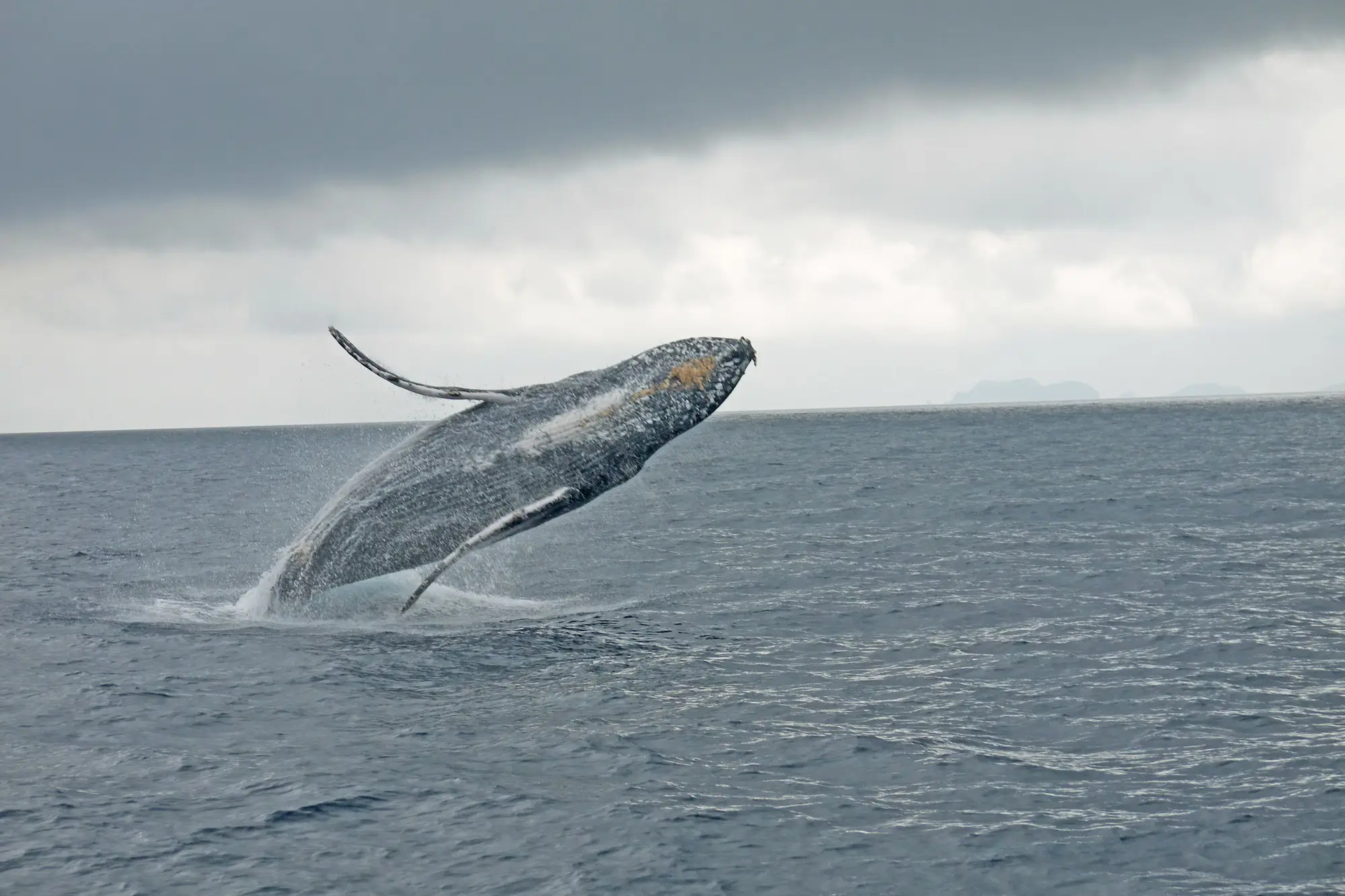 Japon, Okinawa, baleine Une baleine à bosse saute hors de l'eau
