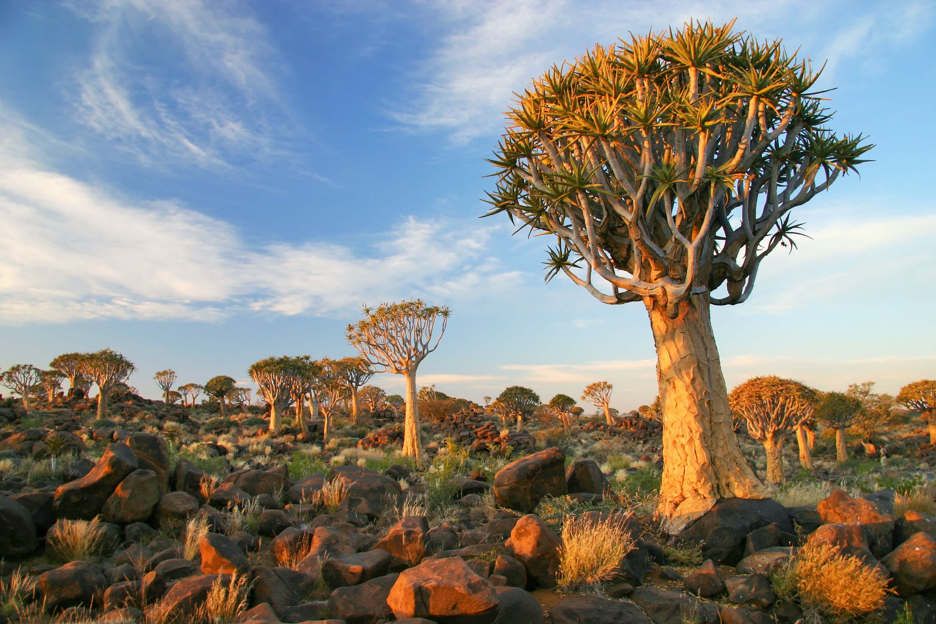 Namibie, forêt d'arbres carquois, rochers et ciel bleu.