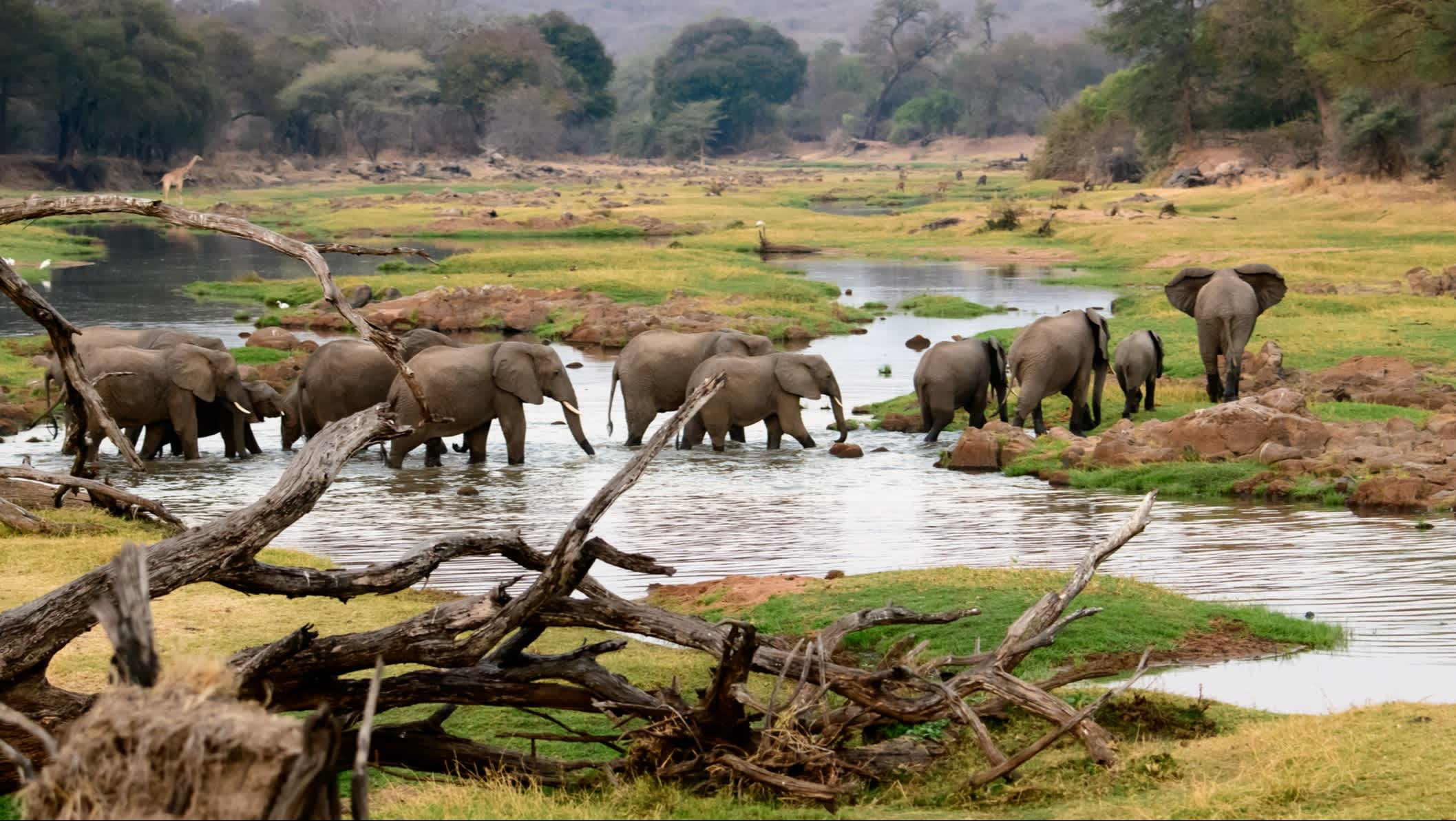 Eléphants sur la rivière Jongomero en Tanzanie