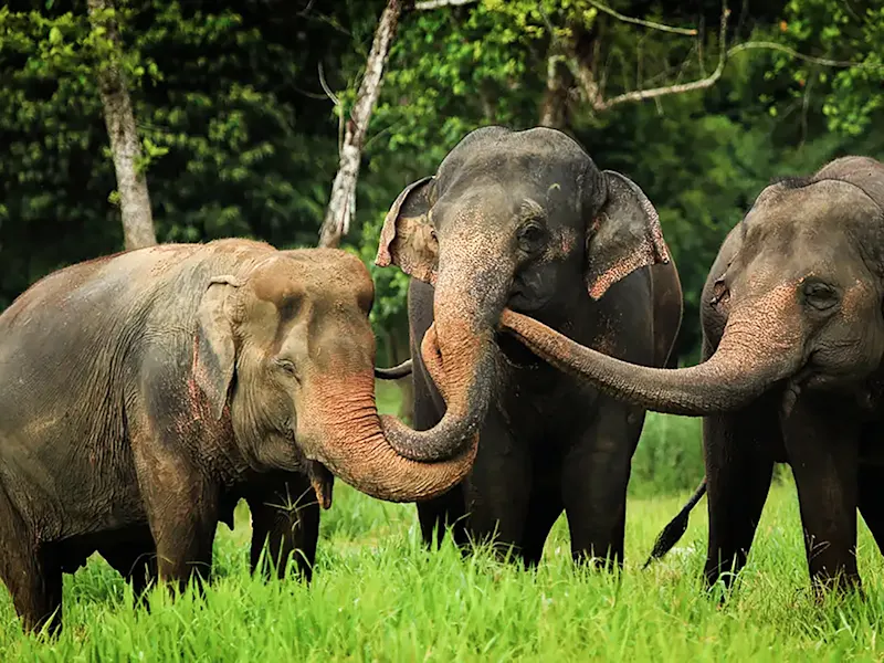 Elefanten im Phang Nga Elephant Park in grüner Landschaft. Phuket, Thailand.