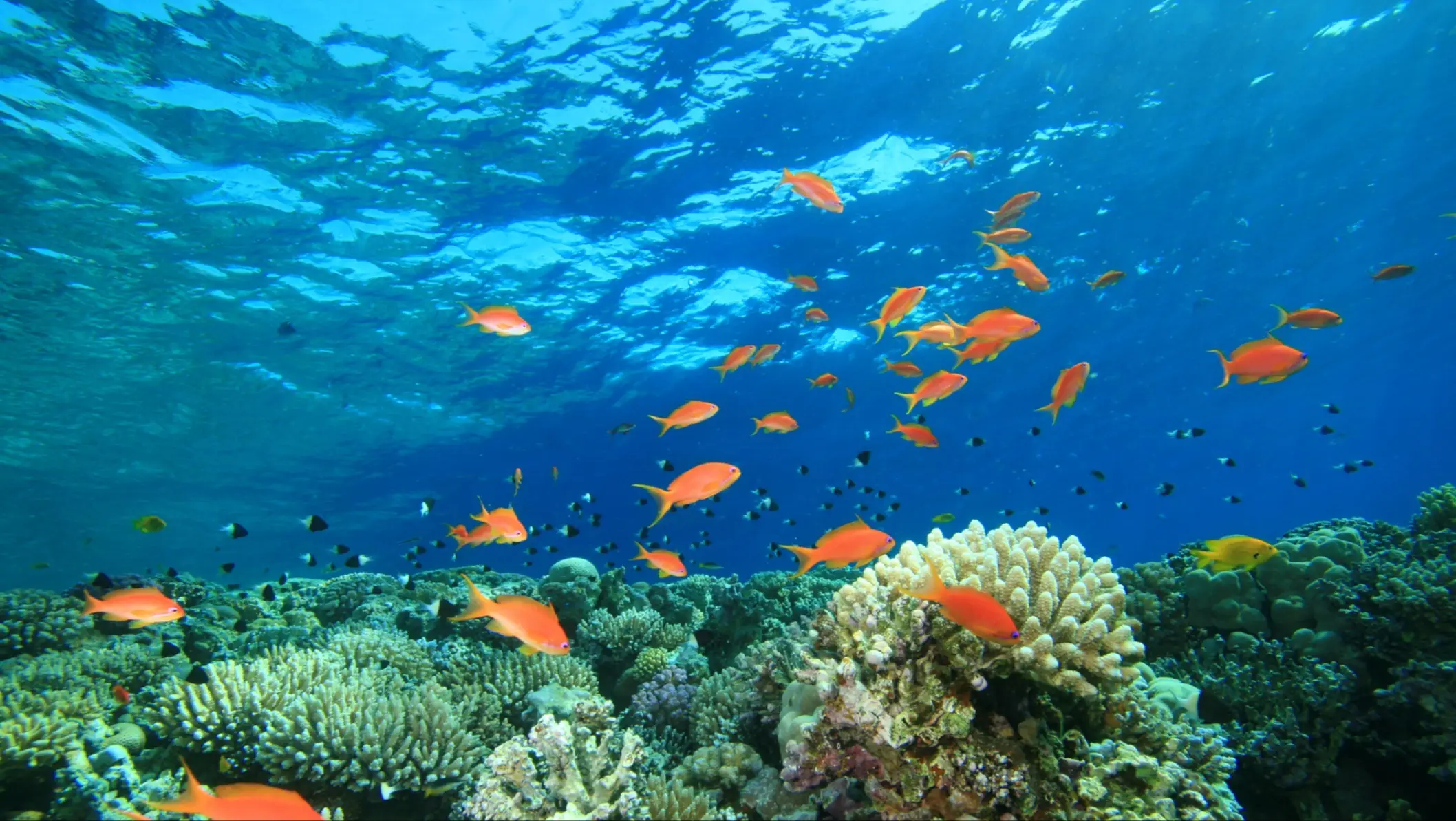 Poissons et coraux multicolores dans les eaux claires de la mer Rouge. Dahab, Sinaï, Égypte.