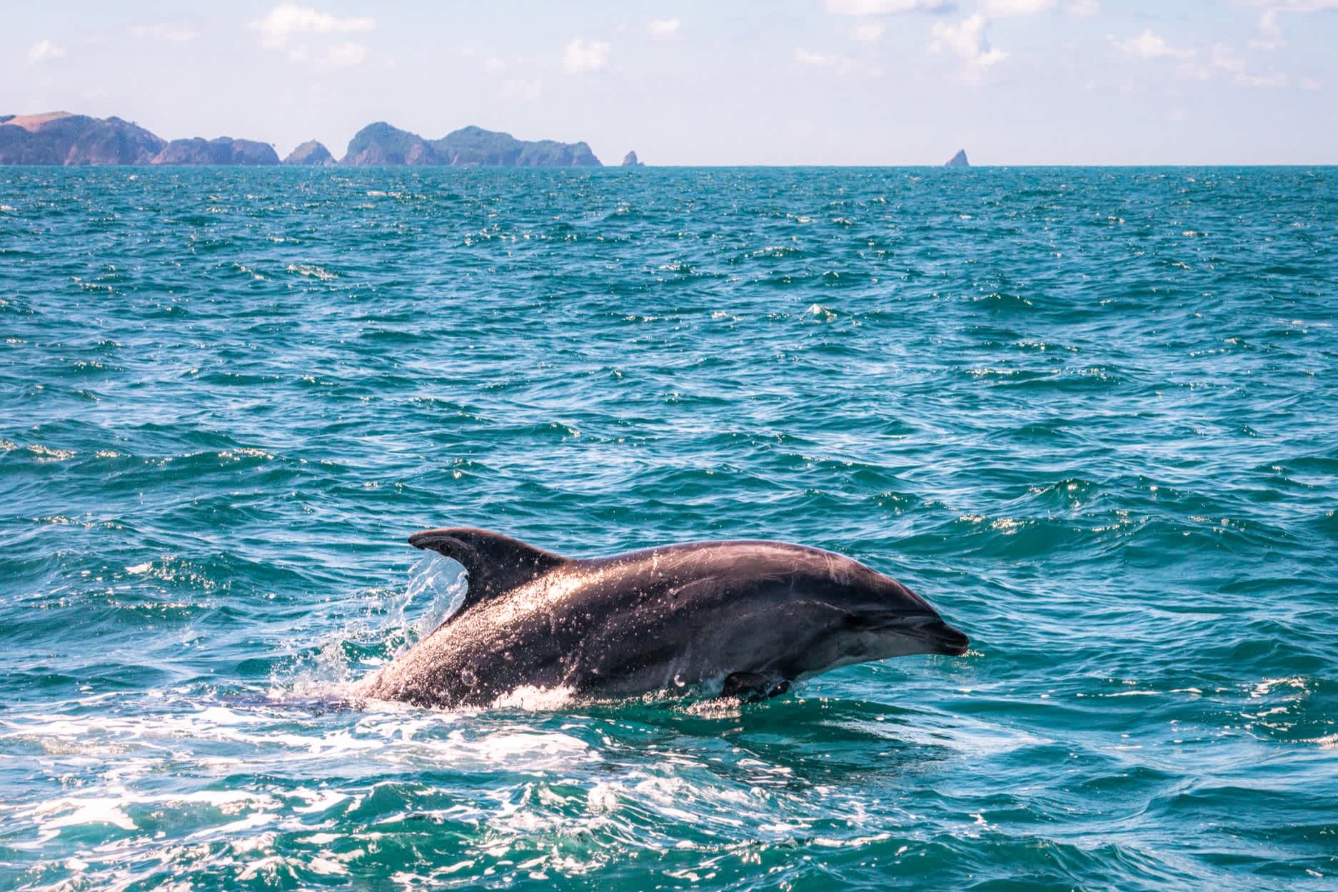 Un grand dauphin dans la Bay of Islands, île du Nord, Nouvelle-Zélande.


