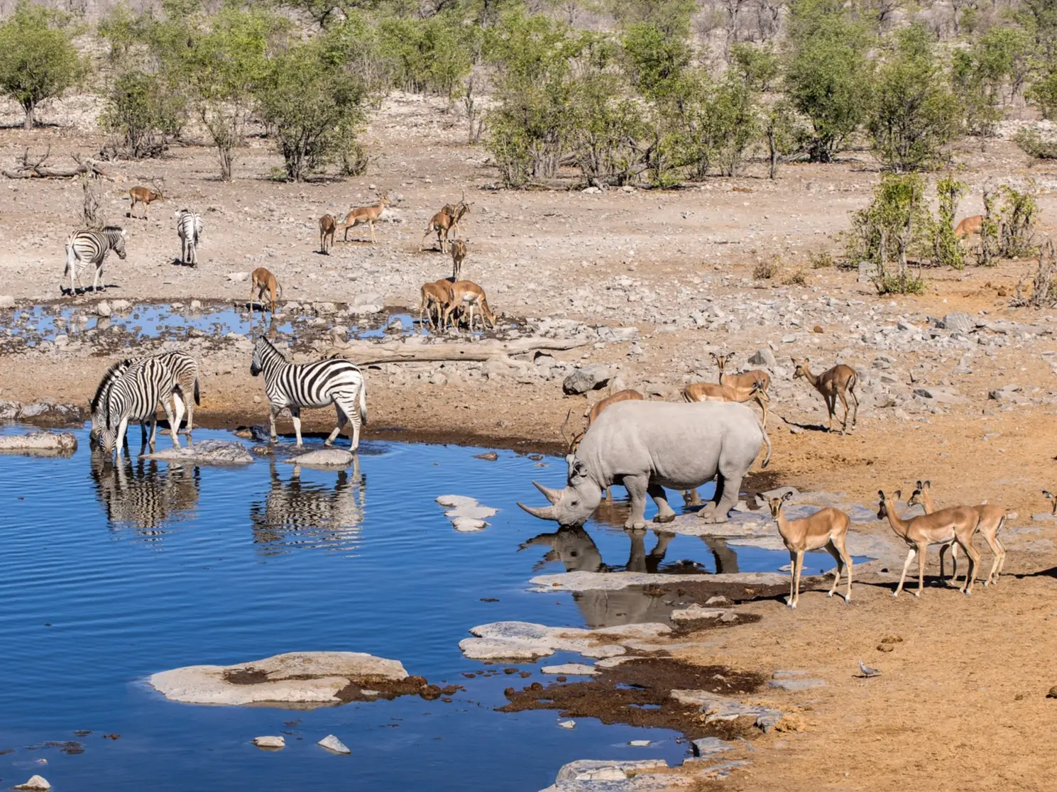Namibia, Etosha-Nationalpark, Zebras