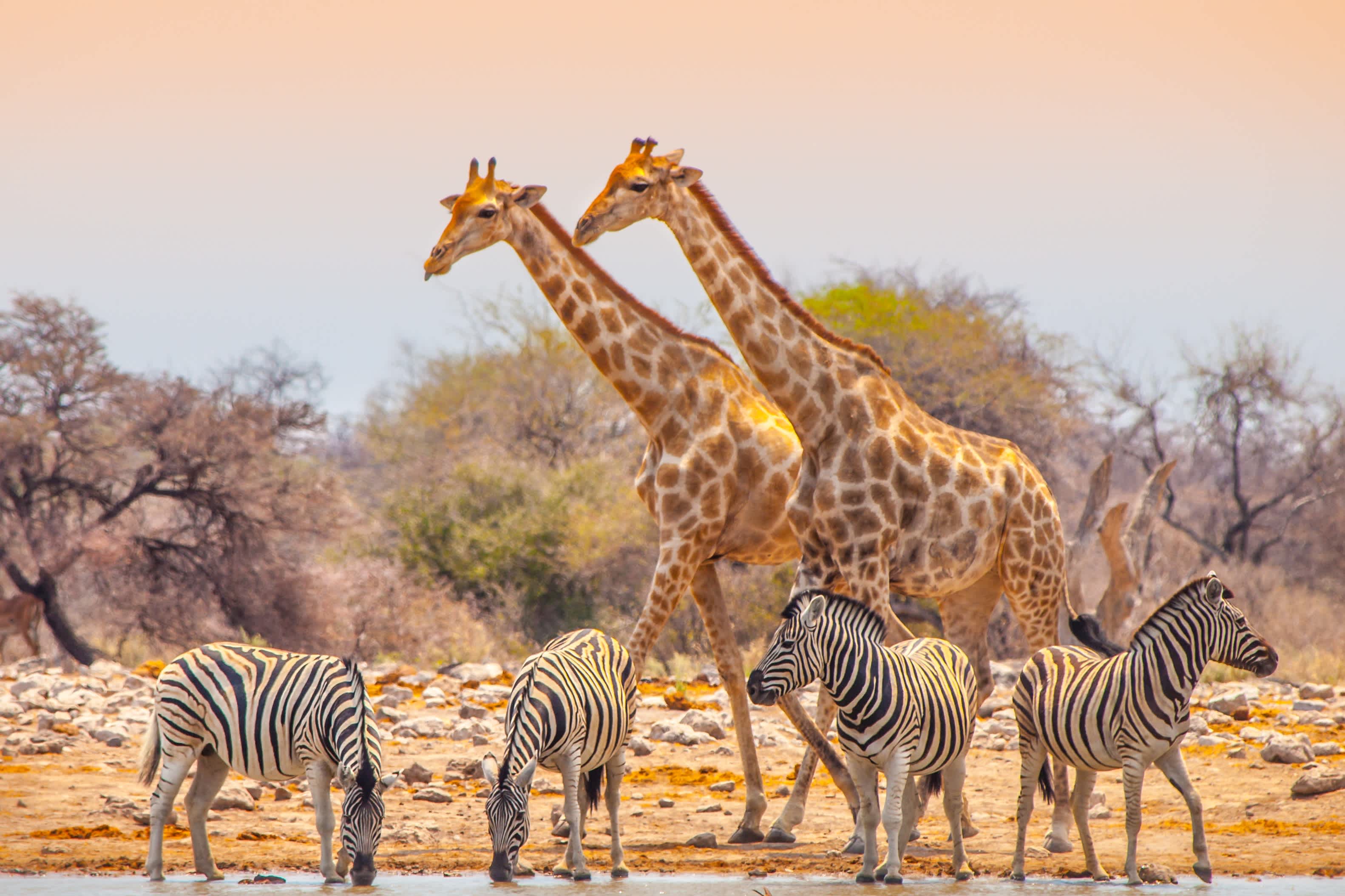 Girafes et zèbres à l'un des rares points d'eau restants dans le parc national d'Etosha, Namibie.