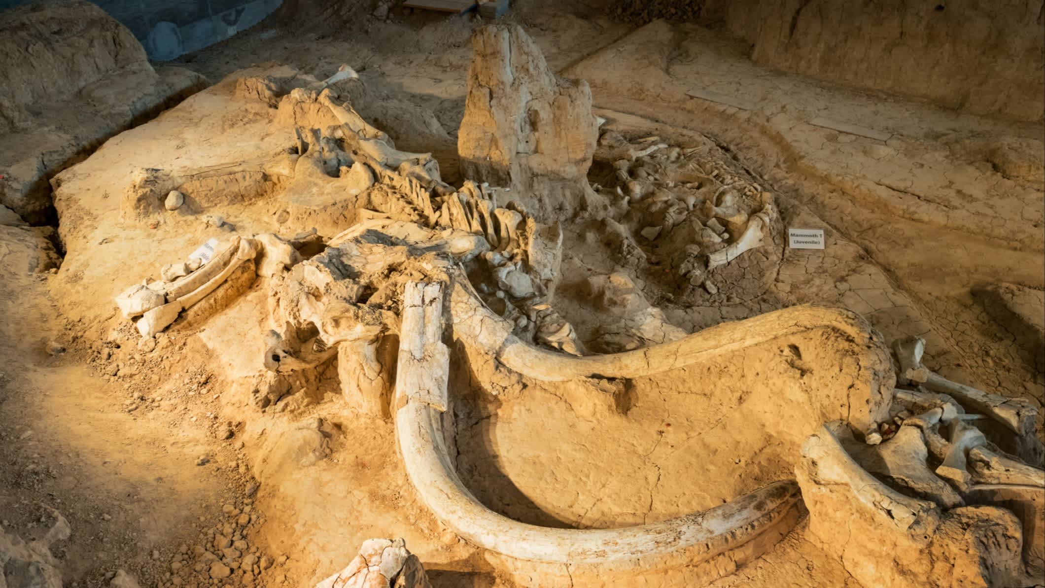 Ein Mammutfossils im Waco Mammoth National Monument in Texas, USA.