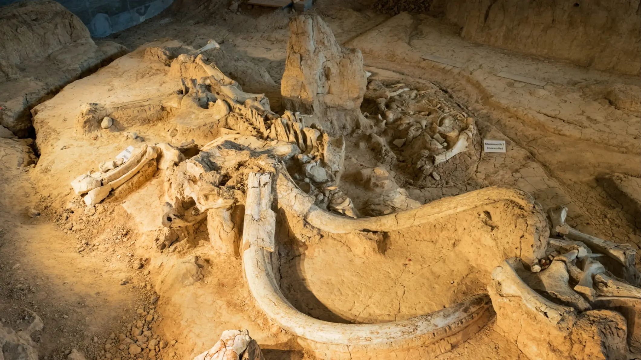 USA Texas Waco Mammoth National Monument Ein Mammutfossils im Waco Mammoth National Monument in Texas, USA.