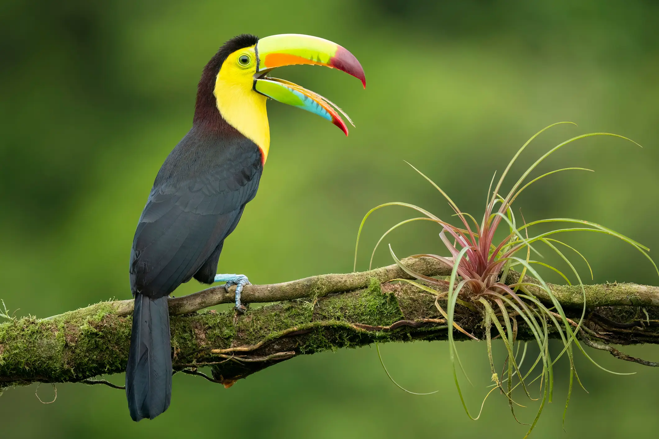 Costa Rica, Boca Tapada Kielschnabeltukan mit weit geöffnetem Schnabel auf dem Ast, Boca Tapada, Costa Rica.