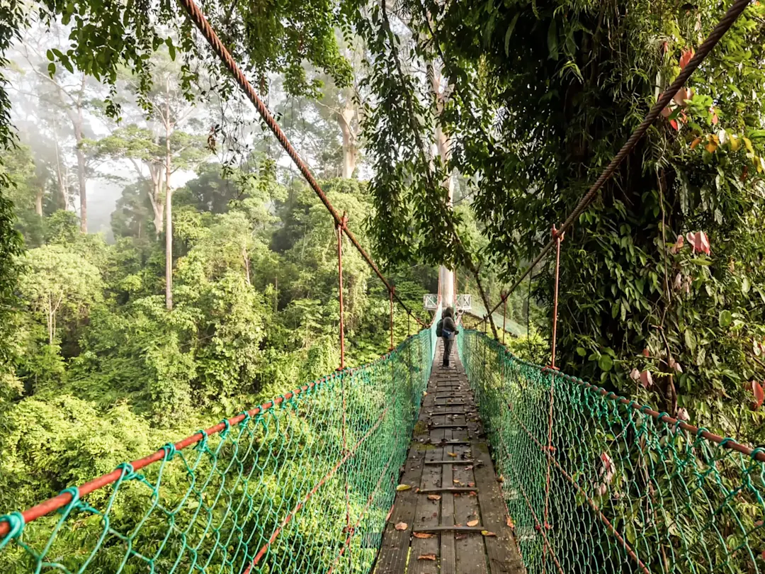 Hängeseilbrücke durch den üppigen Regenwald für abenteuerliche Wanderungen. Danum Valley, Borneo, Malaysia.