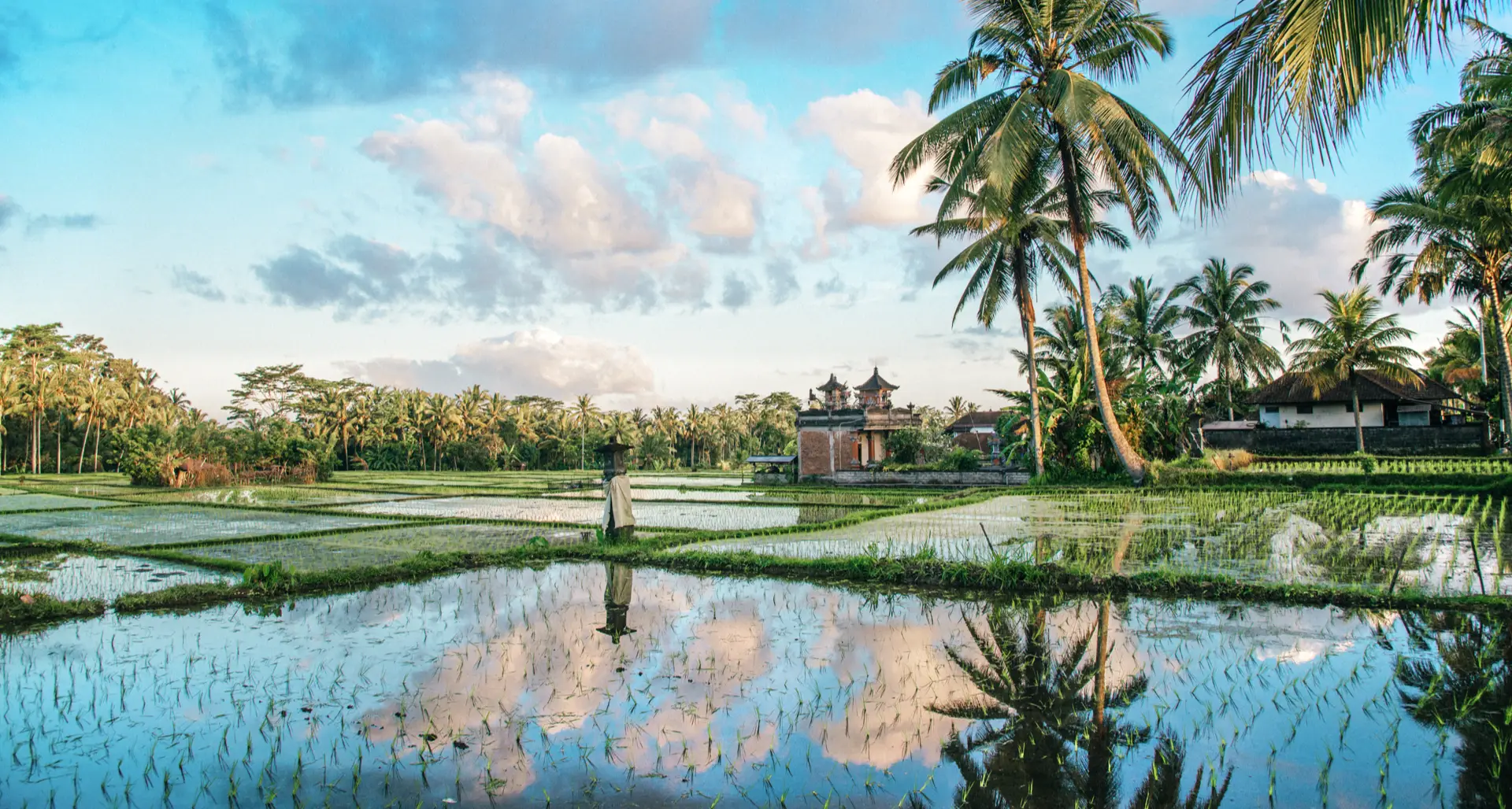 Champs de riz avec des palmiers au coucher du soleil, Ubud, Bali, Indonésie.