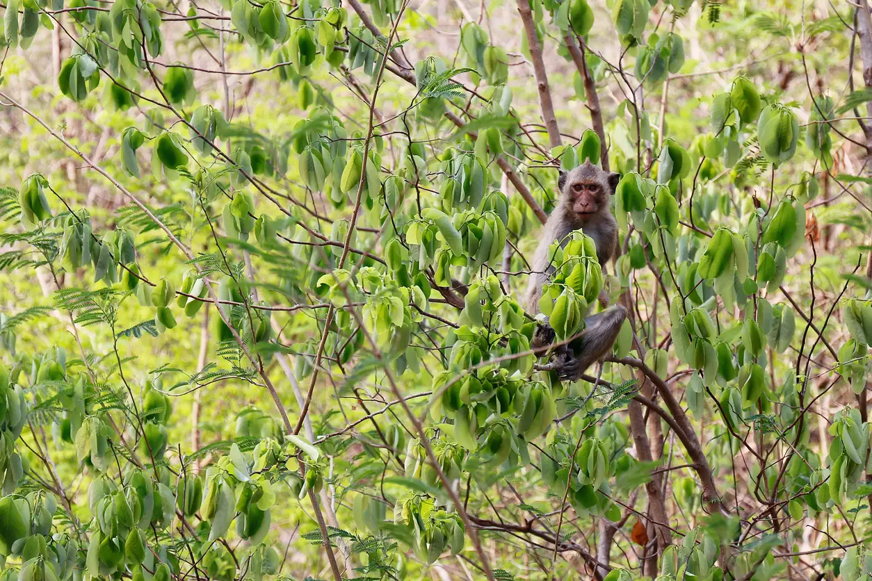 Laos, Regenwald, Makaken Makake auf einem Baum