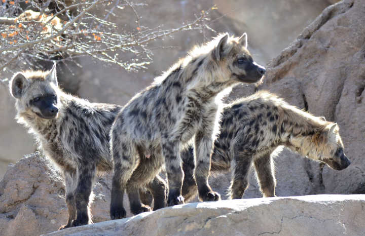 Un troupeau de trois hyènes en pleine nature