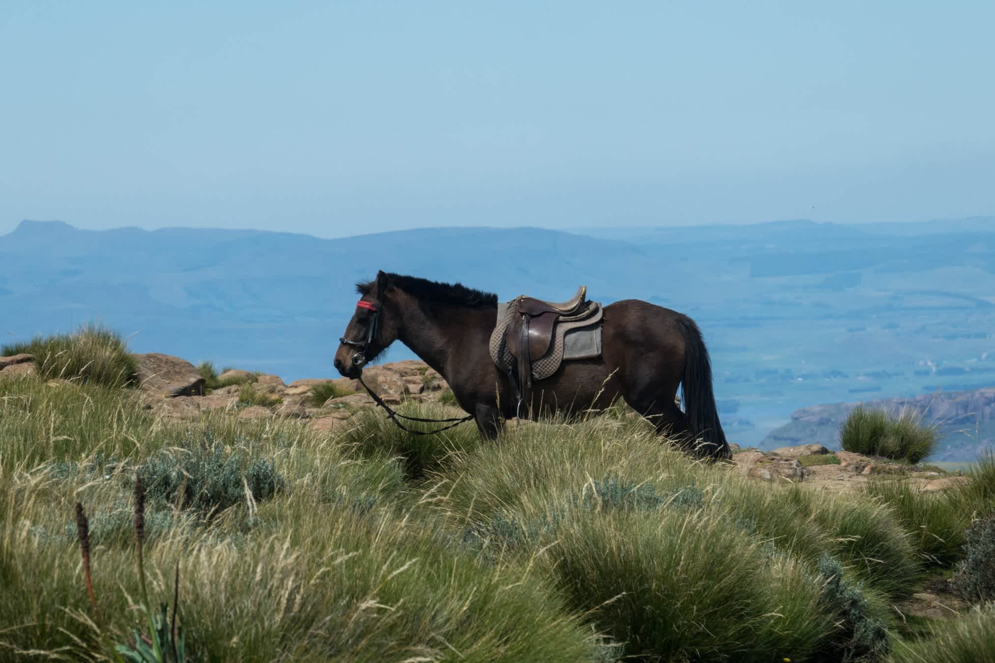 Un poney avec une selle dans les steppes verdoyantes du Drakensberg
