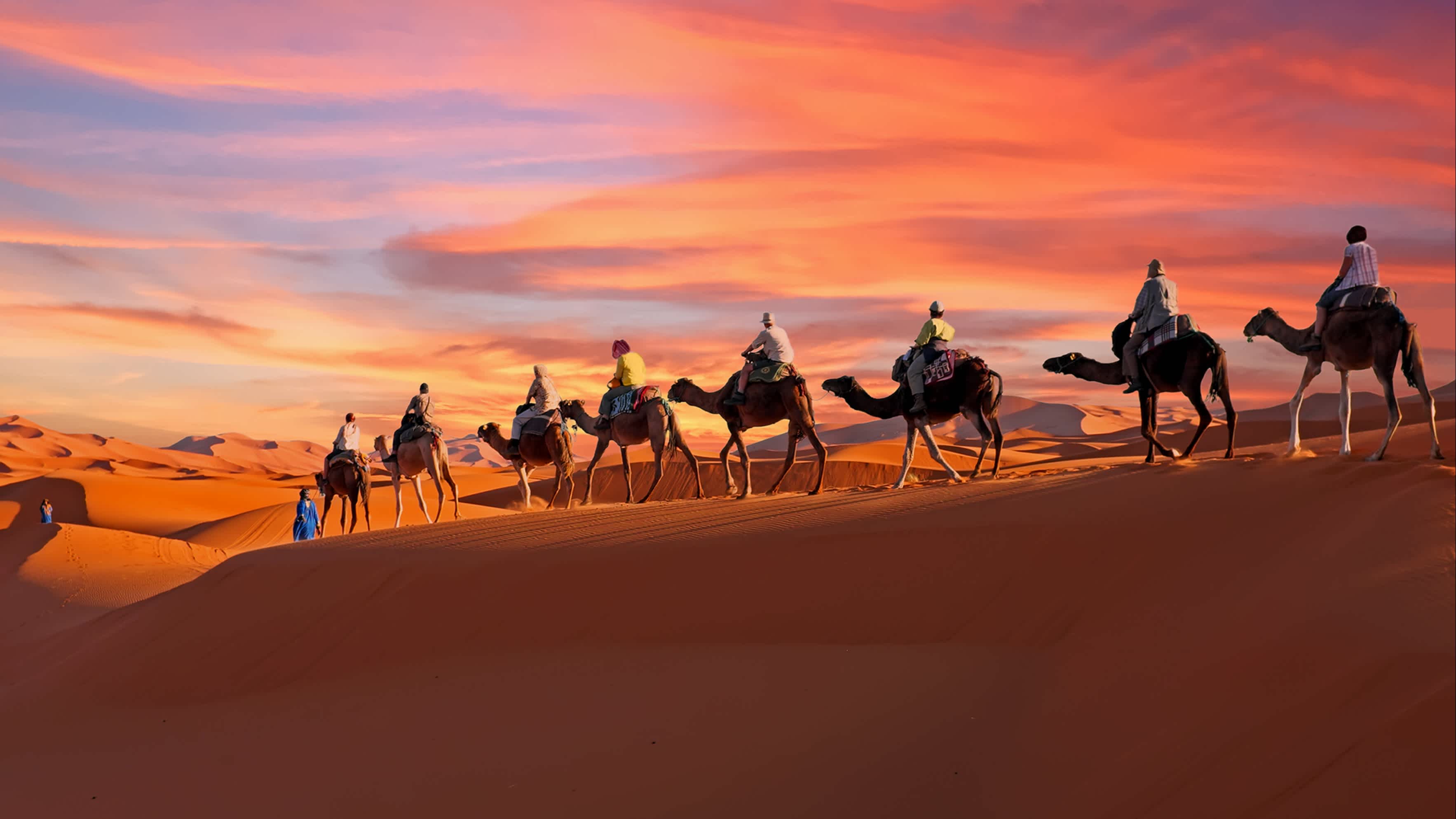 Chameaux dans le Sahara au Maroc