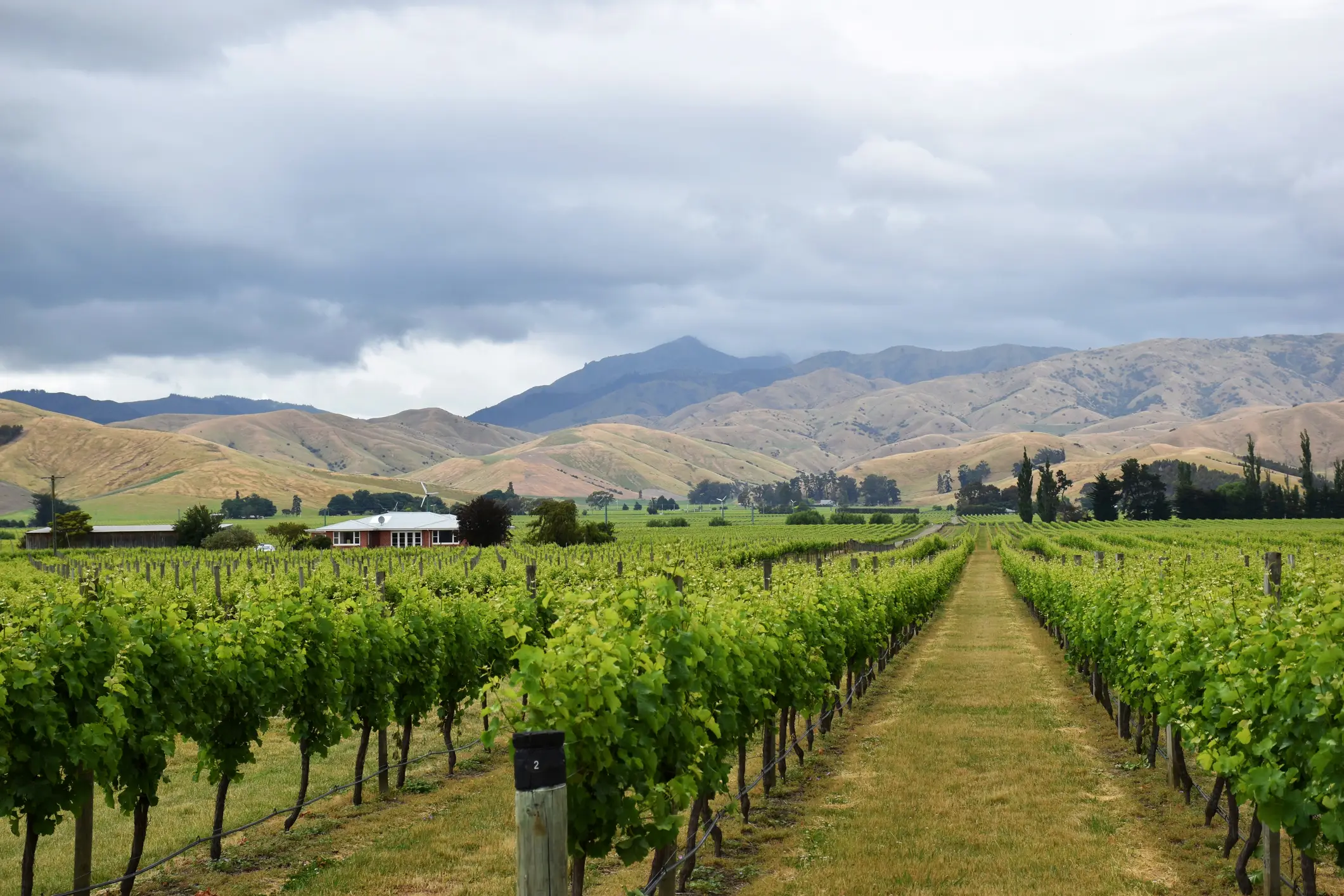 Neuseeland, Weinberge Weinberge bei Blenheim in Marlborough Weinland, Neuseeland.