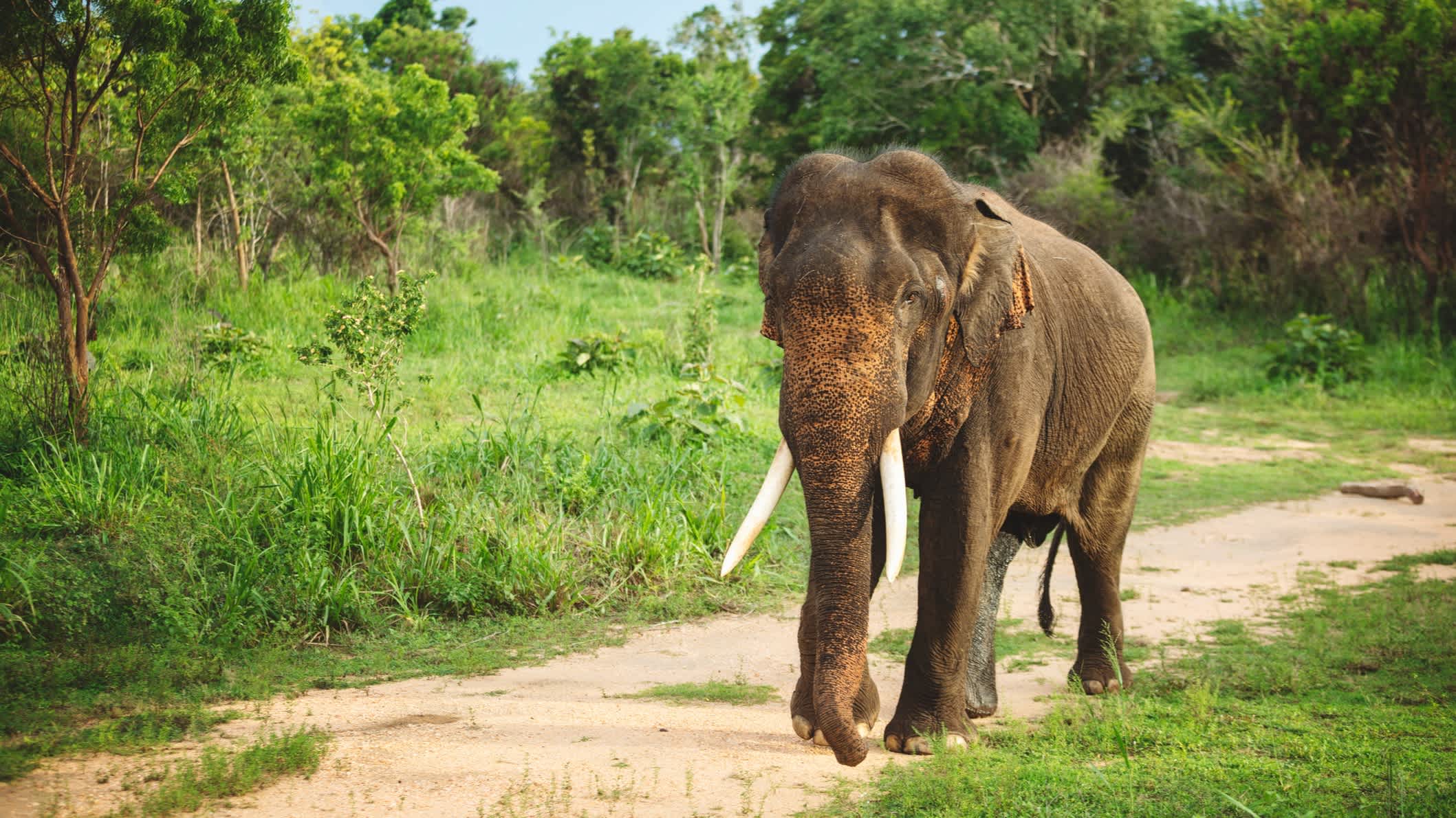 Sri Lanka, parc national de Minneriya, éléphant d'Asie marchant dans la forêt