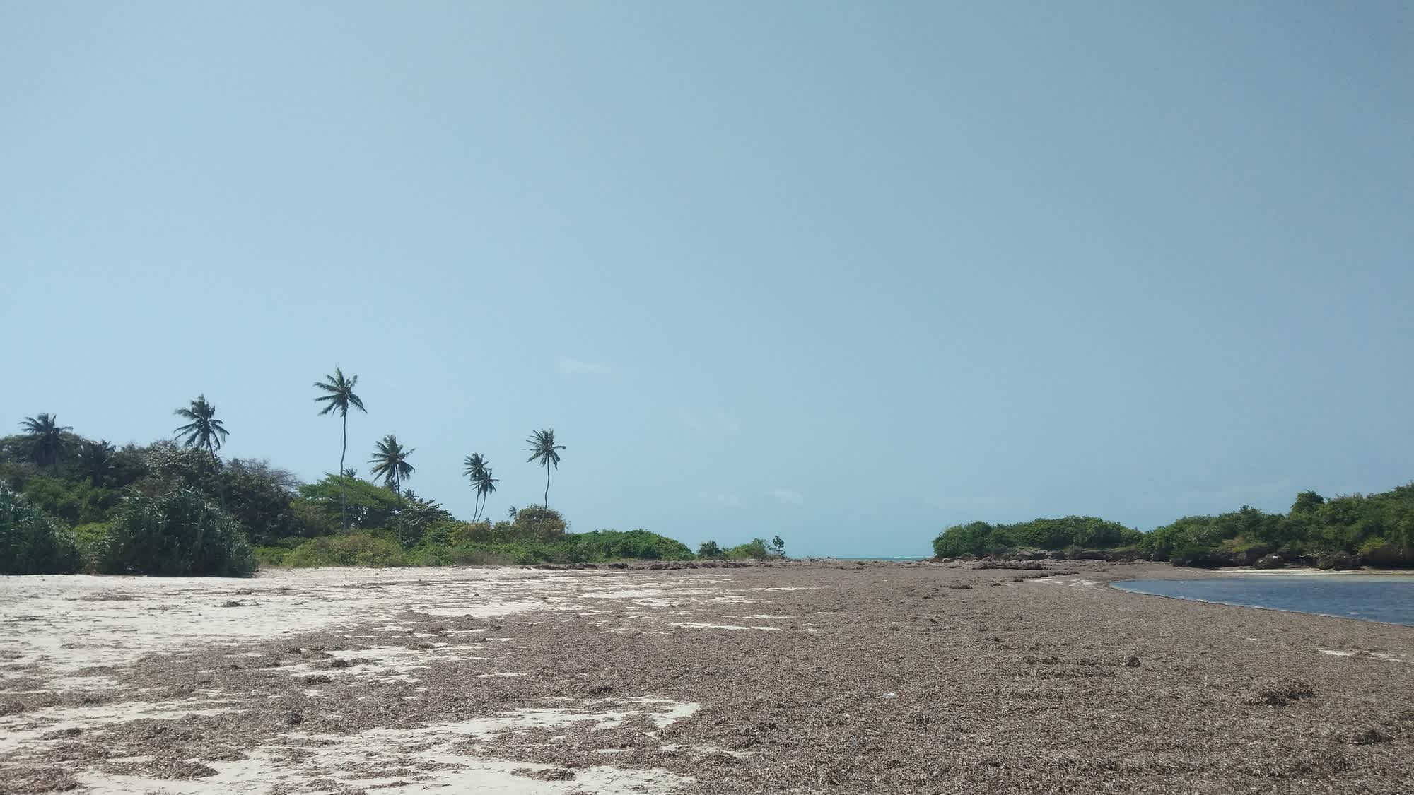 Blick bei Ebbe auf den Sandstrand Msambweni Beach in Kenia, bei blauem Himmel und mit Palmen sowie natürlicher Vegetation am Strandrand.