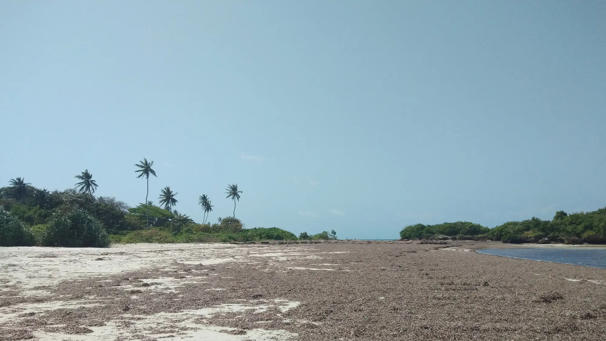 Kenia Msambweni b´Beach Blick bei Ebbe auf den Sandstrand Msambweni Beach in Kenia, bei blauem Himmel und mit Palmen sowie natürlicher Vegetation am Strandrand.