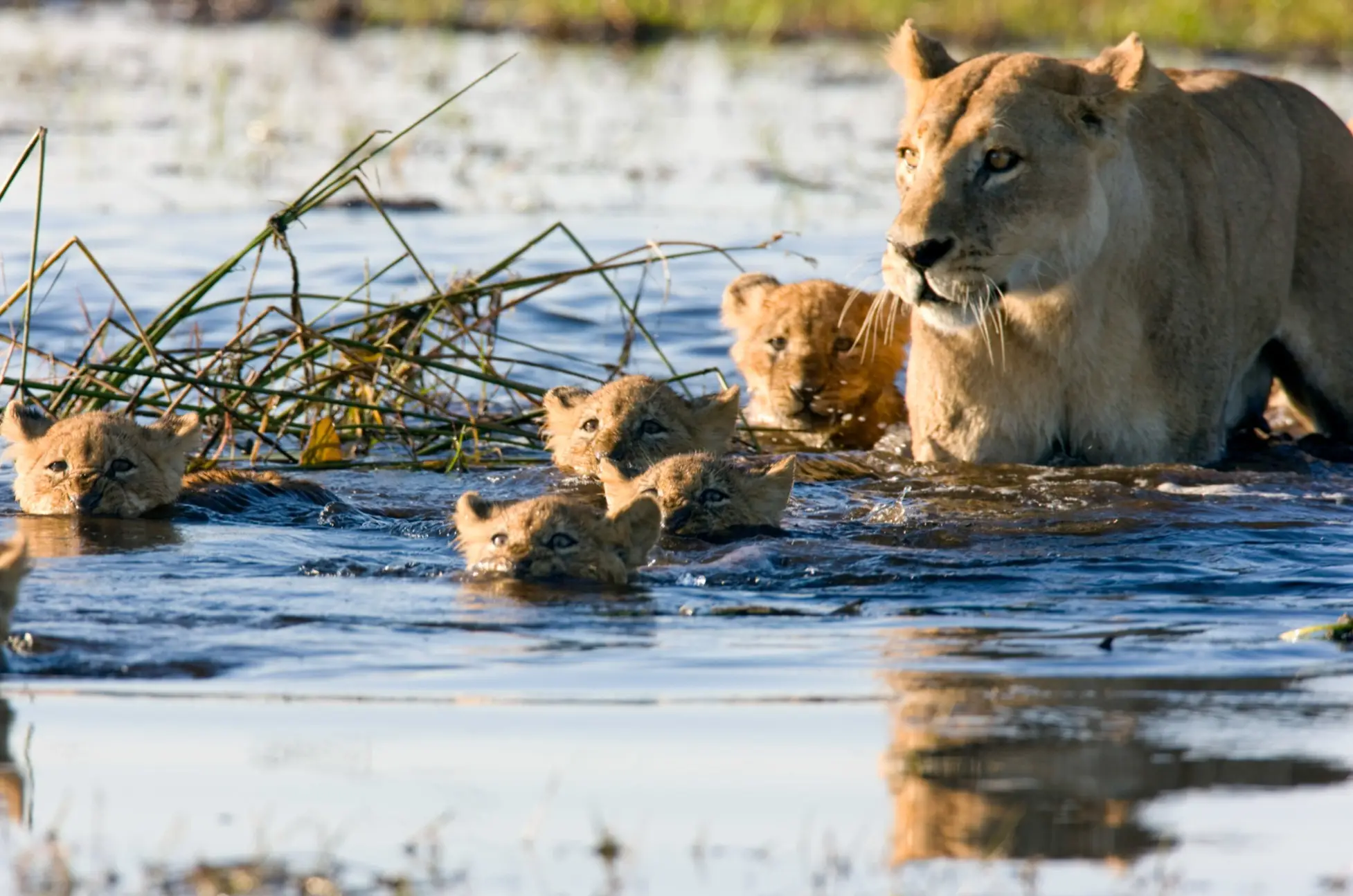 Löwin durchquert einen Fluss mit ihren Jungen