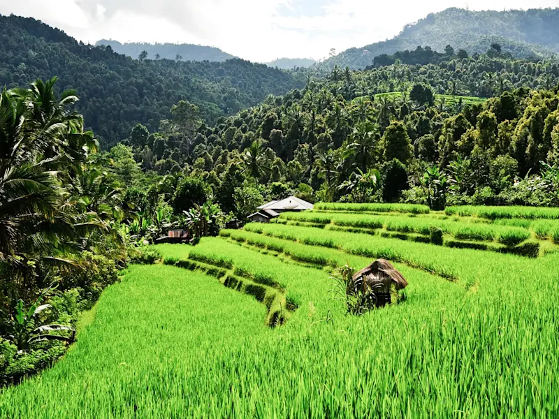 Indonesien, Bali, Munduk Grüne Reisterrassen inmitten tropischer Wälder und Hügel. Munduk, Bali, Indonesien.