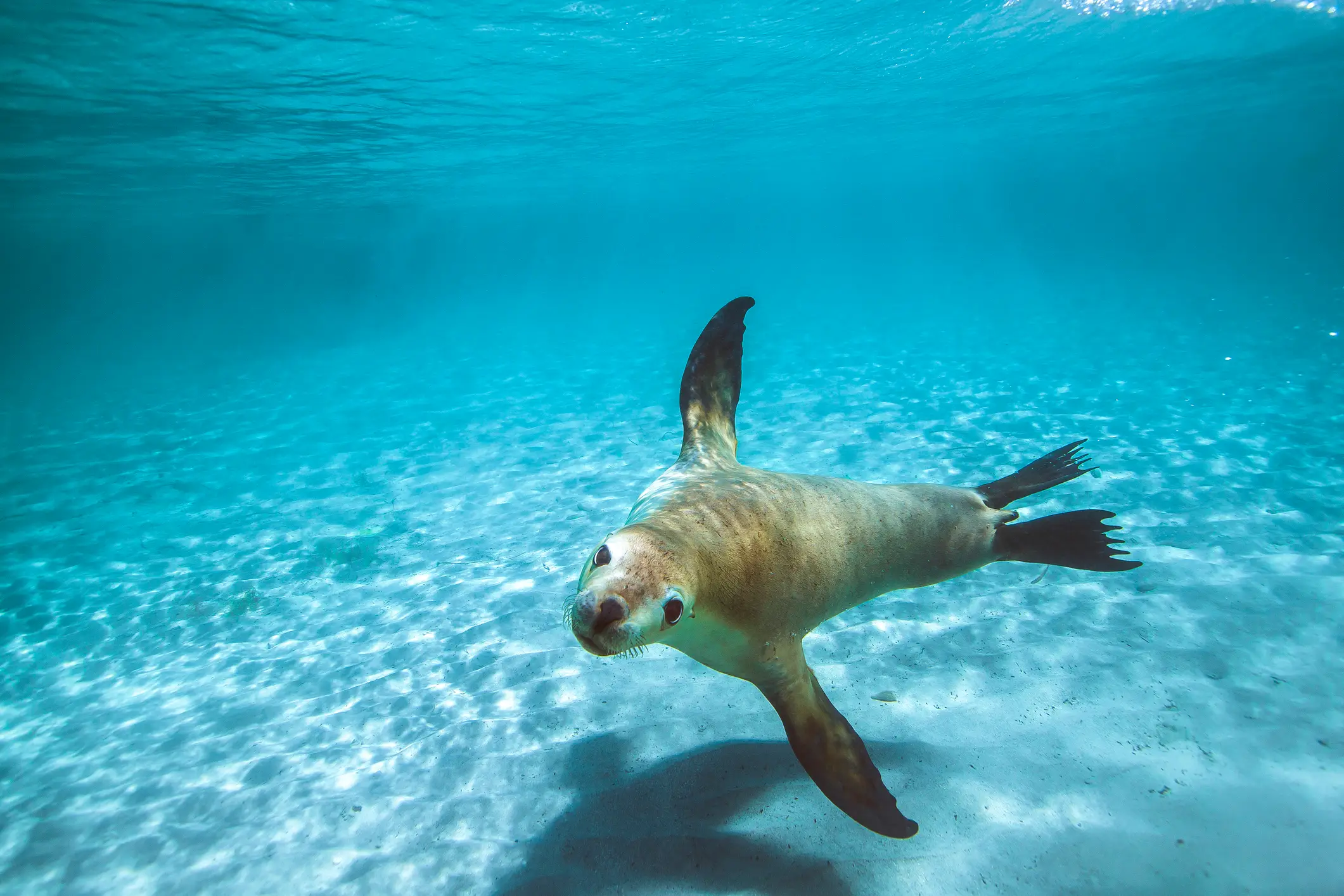 Australische Pelzrobbe Australische Pelzrobbe oder Seelöwe schwimmen durch klares flaches Wasser