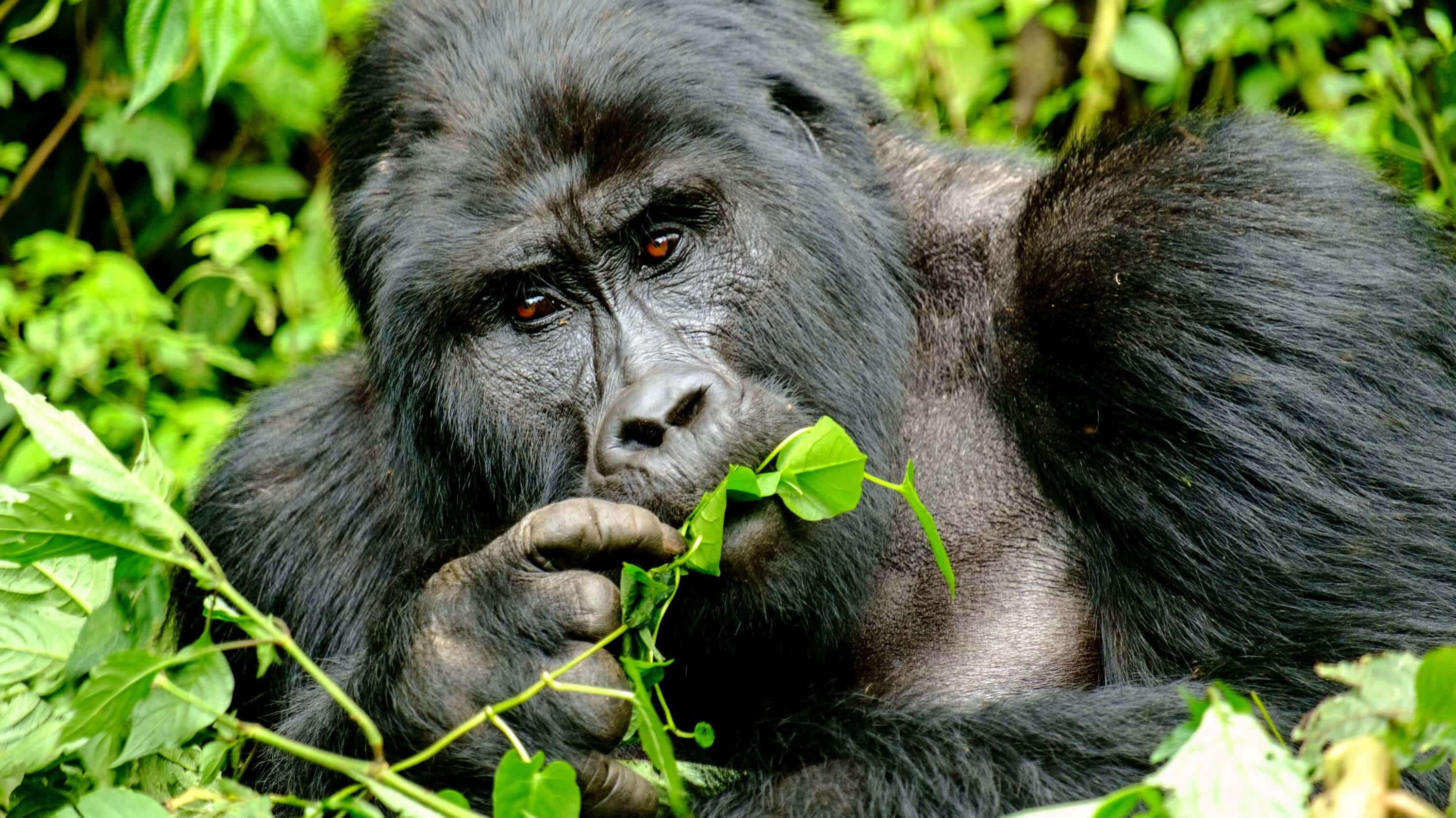 Berggorilla, Ugandas Regenwald-König