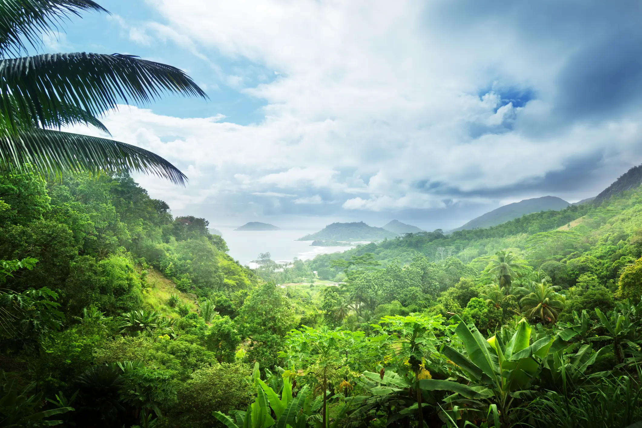 Seychellen Panorama des Dschungels auf den Seychellen-Inseln.