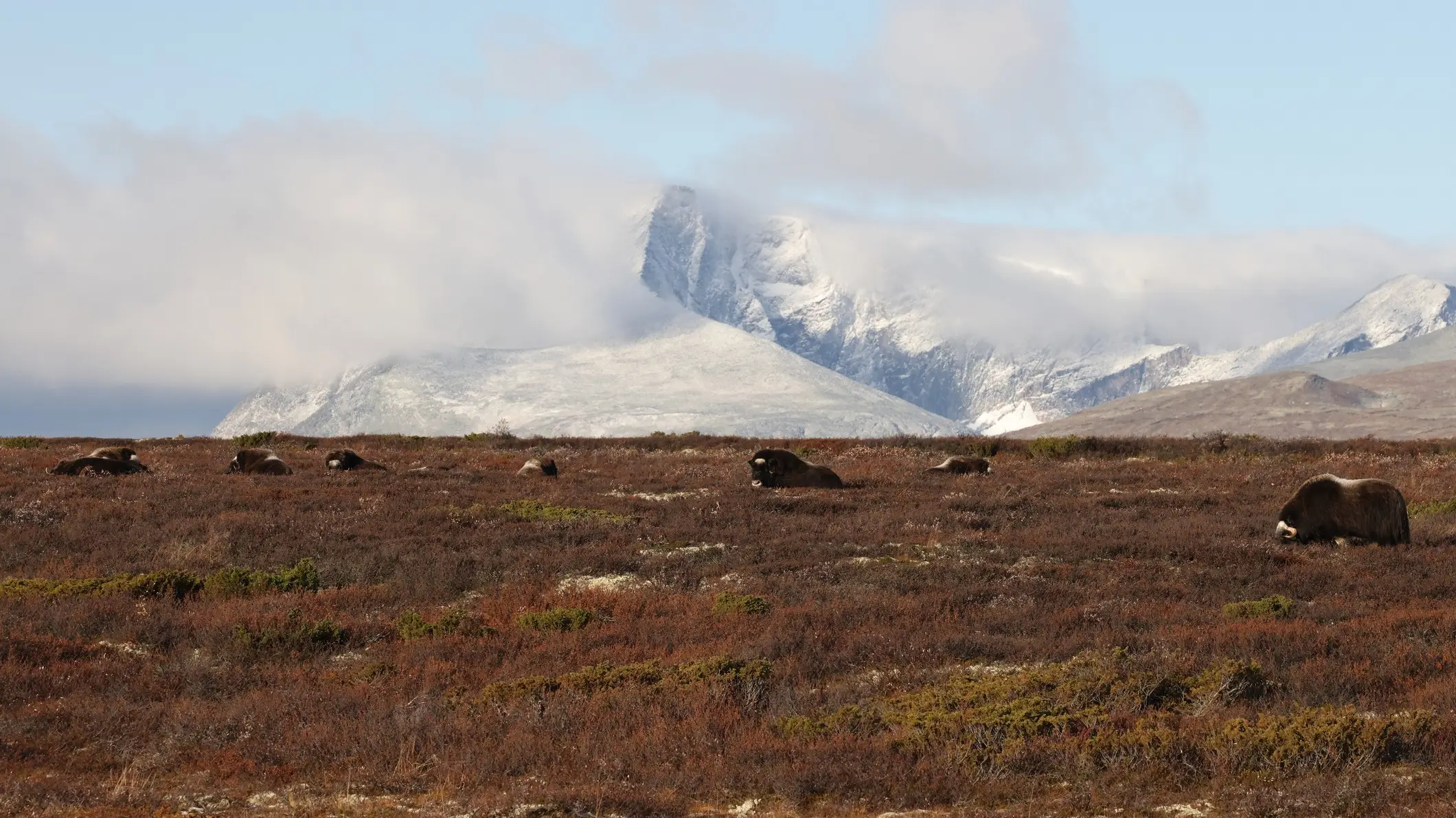 Norwegen, Dovrefjell Nationalpark Dovrefjell National Park Norwegen