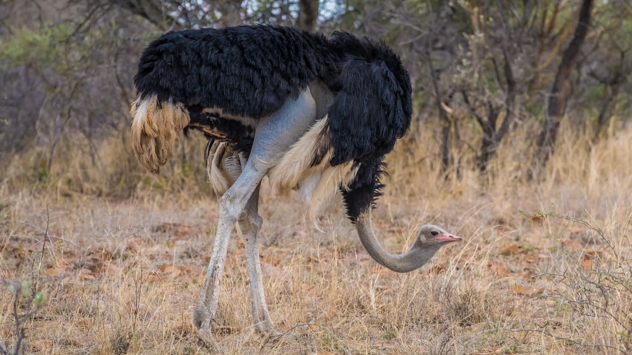Männlicher Strauß, Mokolodi Nature Reserve, Gaborone, Botswana,