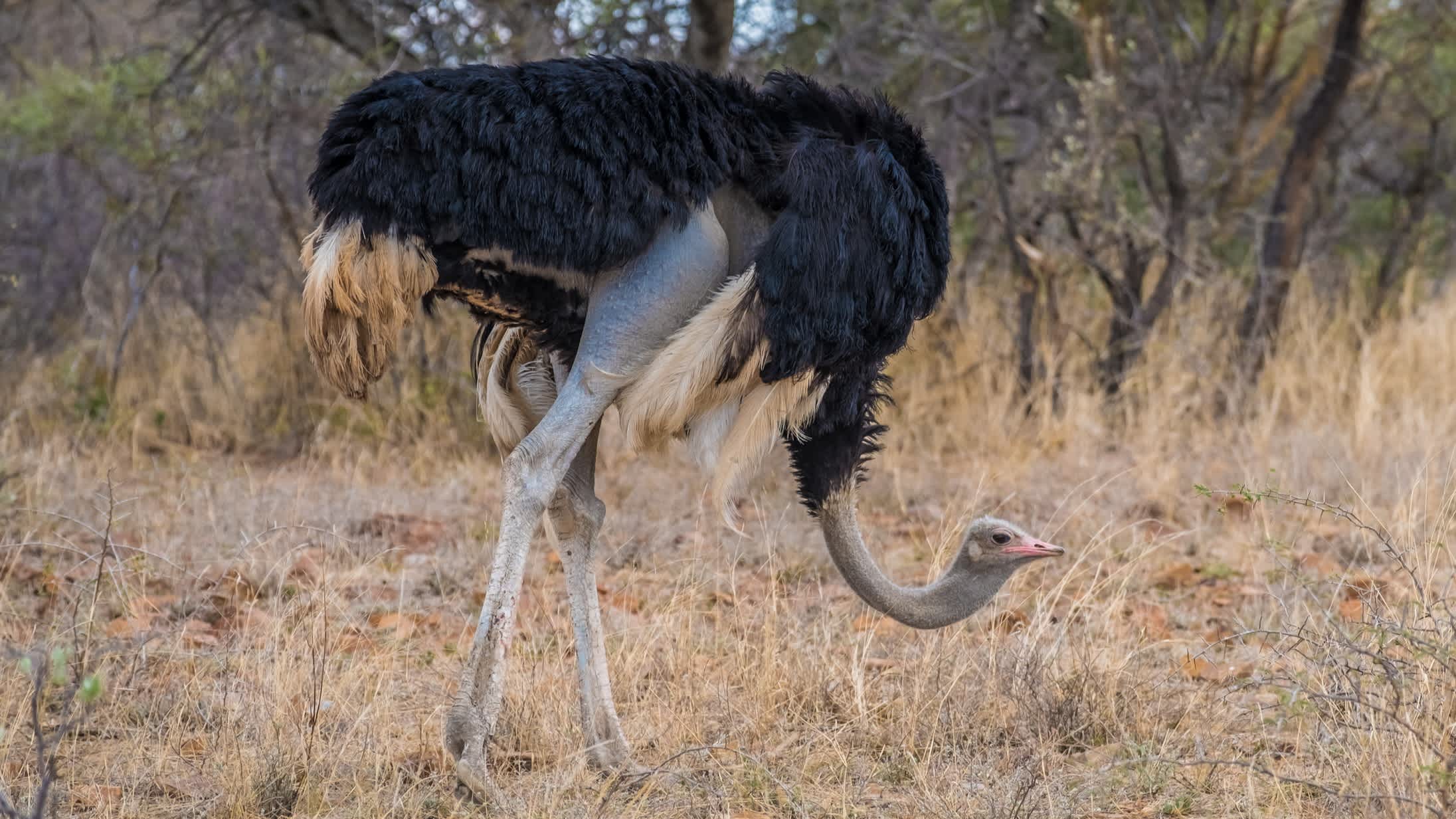 Autruche mâle, réserve naturelle de Mokolodi, Gaborone, Botswana,