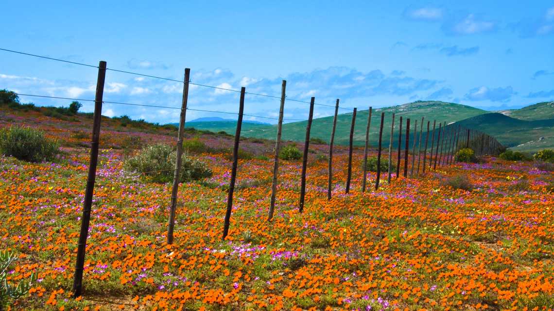 Fleurs dans le Namaqualand, Afrique du Sud