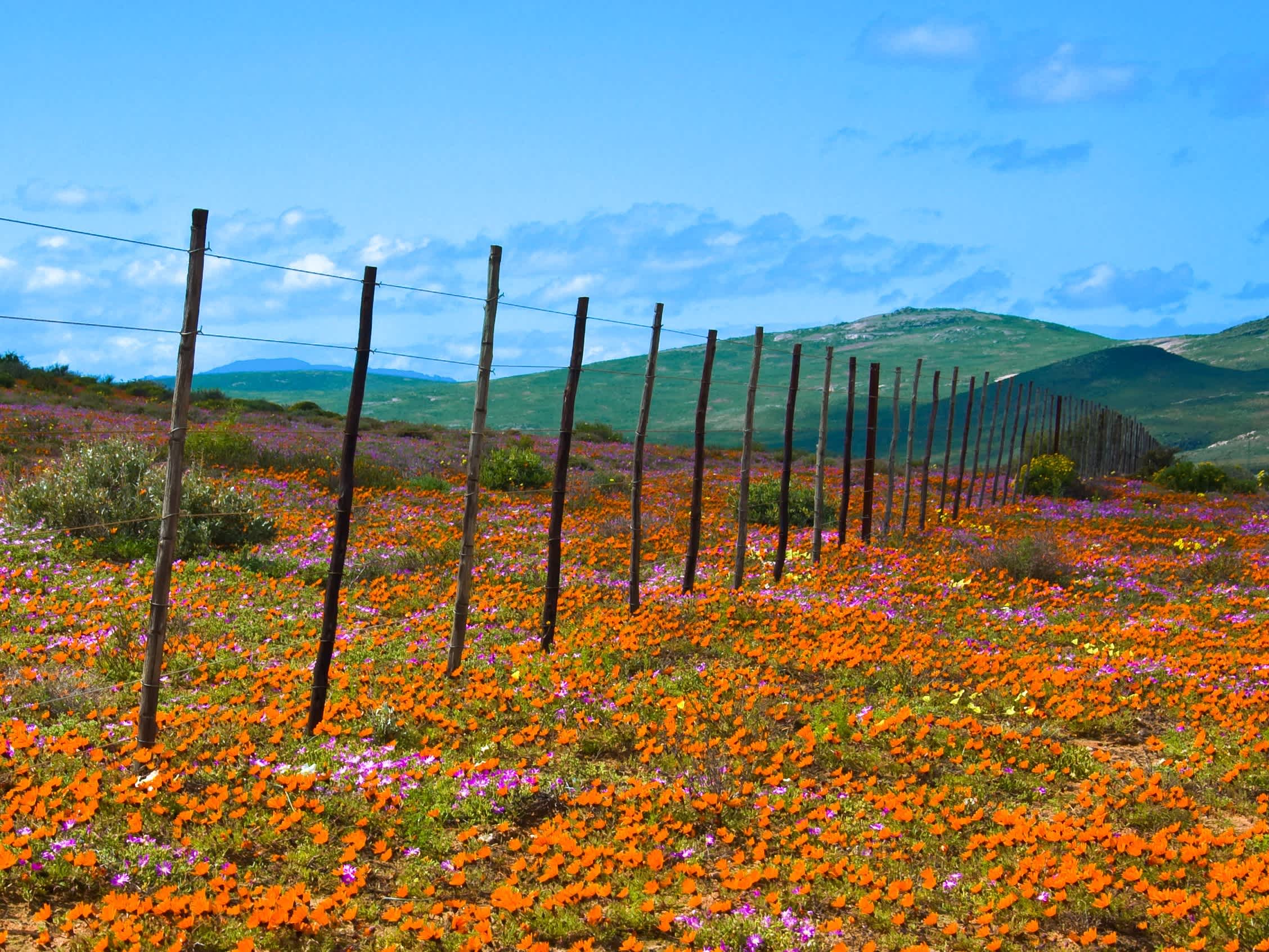Fleurs dans le Namaqualand, Afrique du Sud
