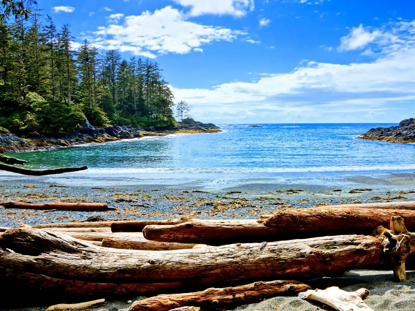 Canada Colombie-Britannique Ile Vancouver Baie tranquille avec bois flotté et pins au bord du Pacifique, Vancouver Island, British Columbia, Canada.