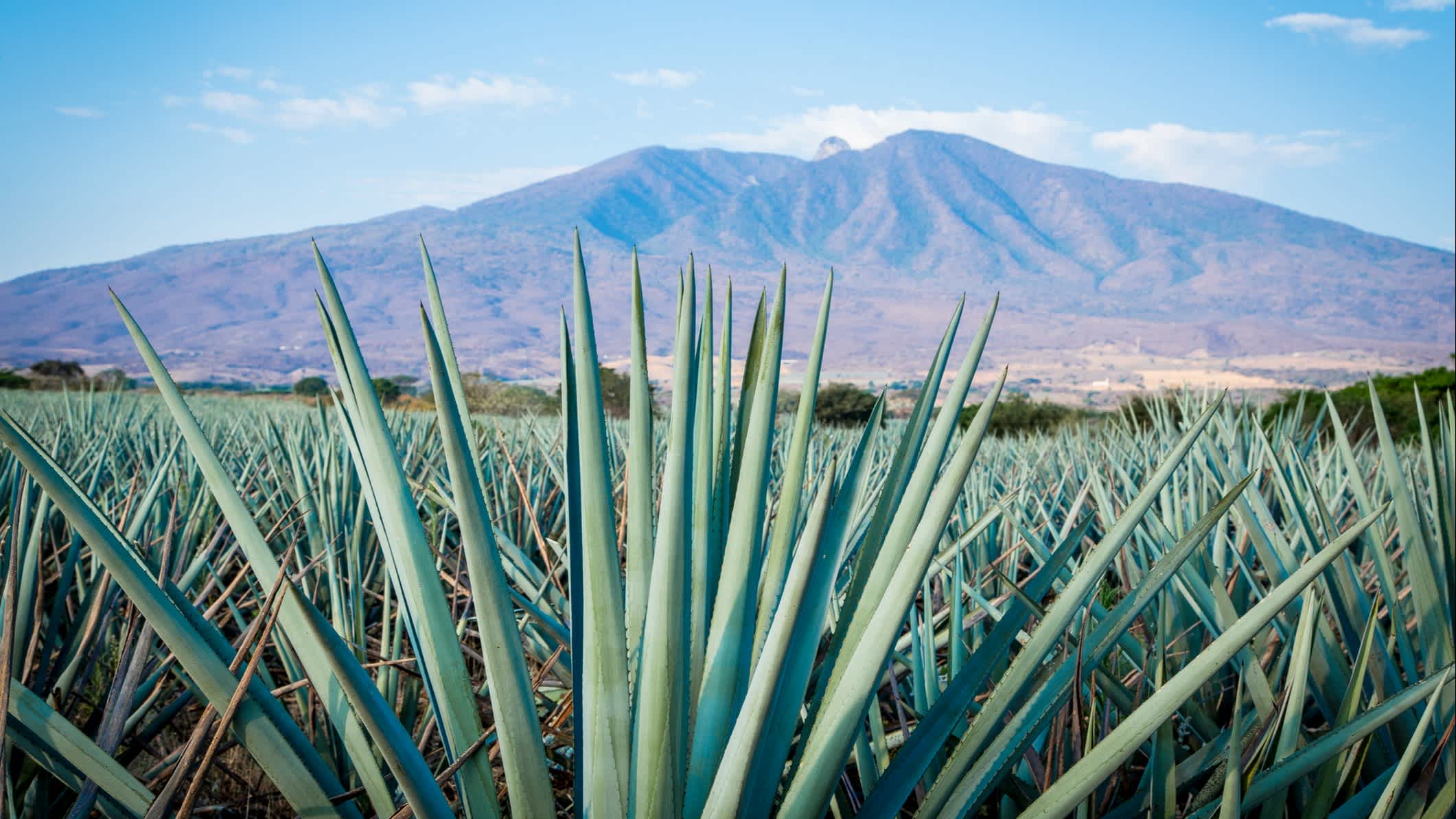 Paysage de tequila à Jalisco, Mexique